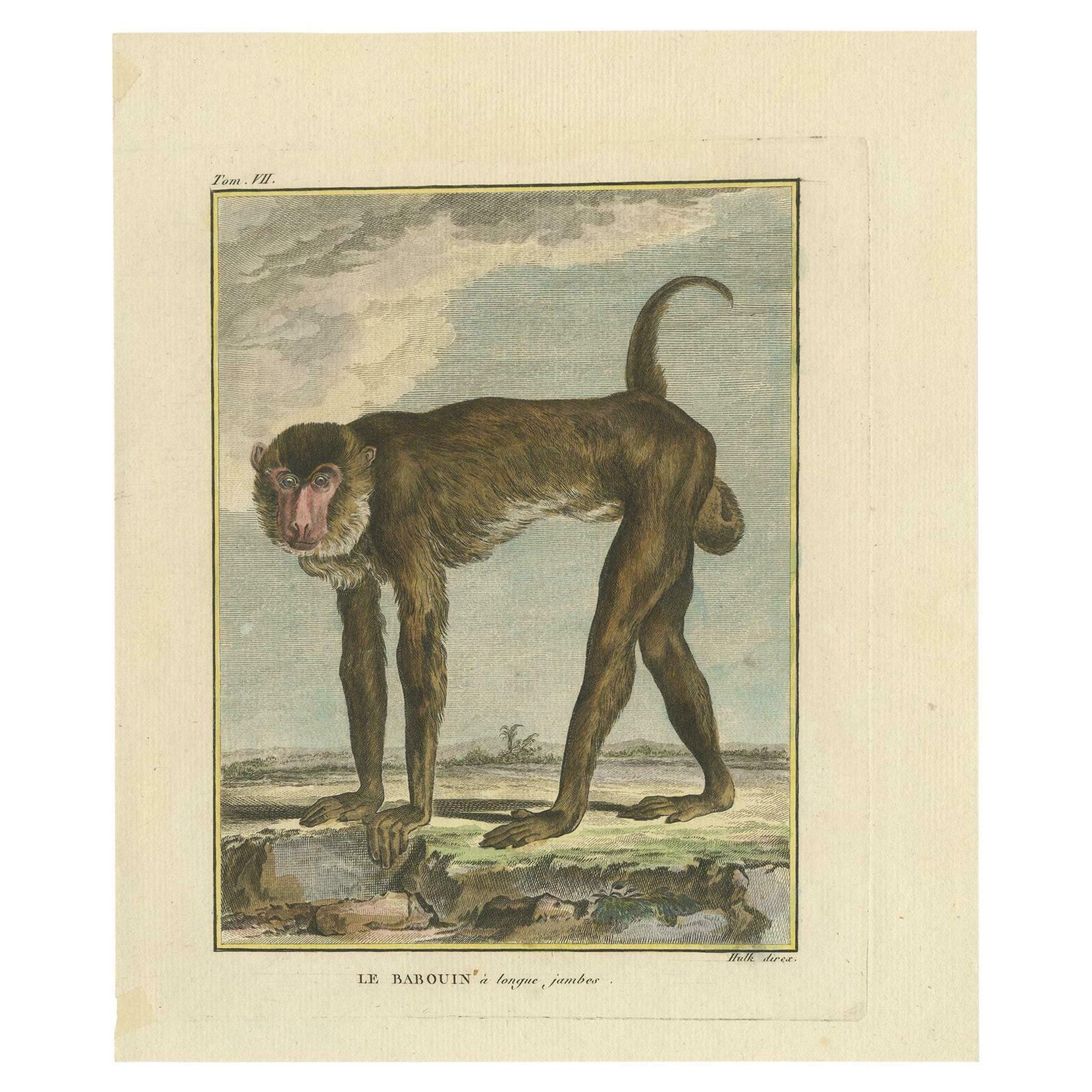 Antique Animal Print Of A Baboon 'Circa 1800'