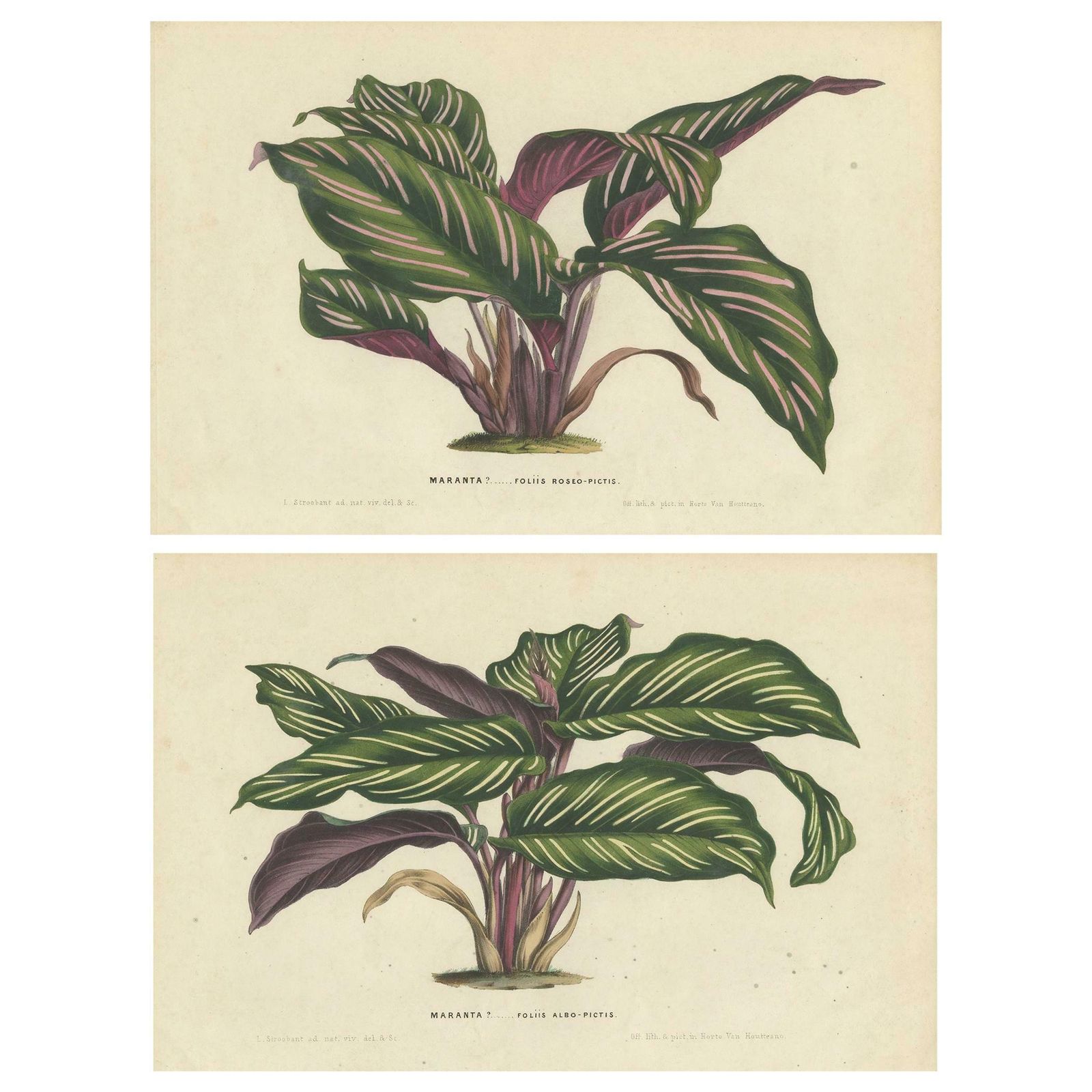 Set Of 2 Antique Botany Prints Of Maranta Plant Species By Van Houtte, '1848