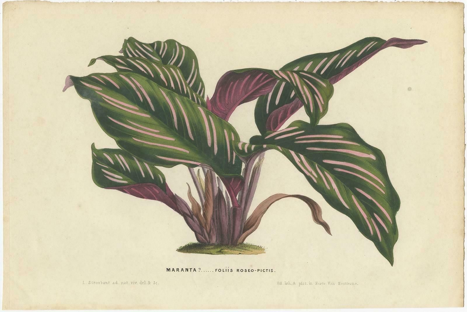 Set Of 2 Antique Botany Prints Of Maranta Plant Species By Van Houtte, '1848 photo furniture