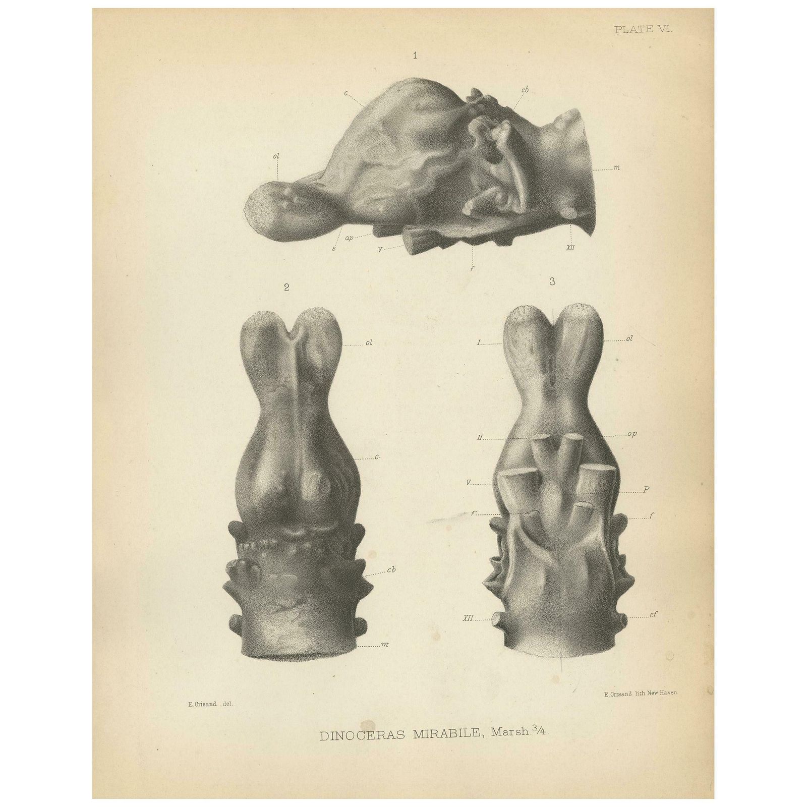 Antique Paleontology Print Of The Brain Cast Of A Dinoceras Mirabile By Marsh
