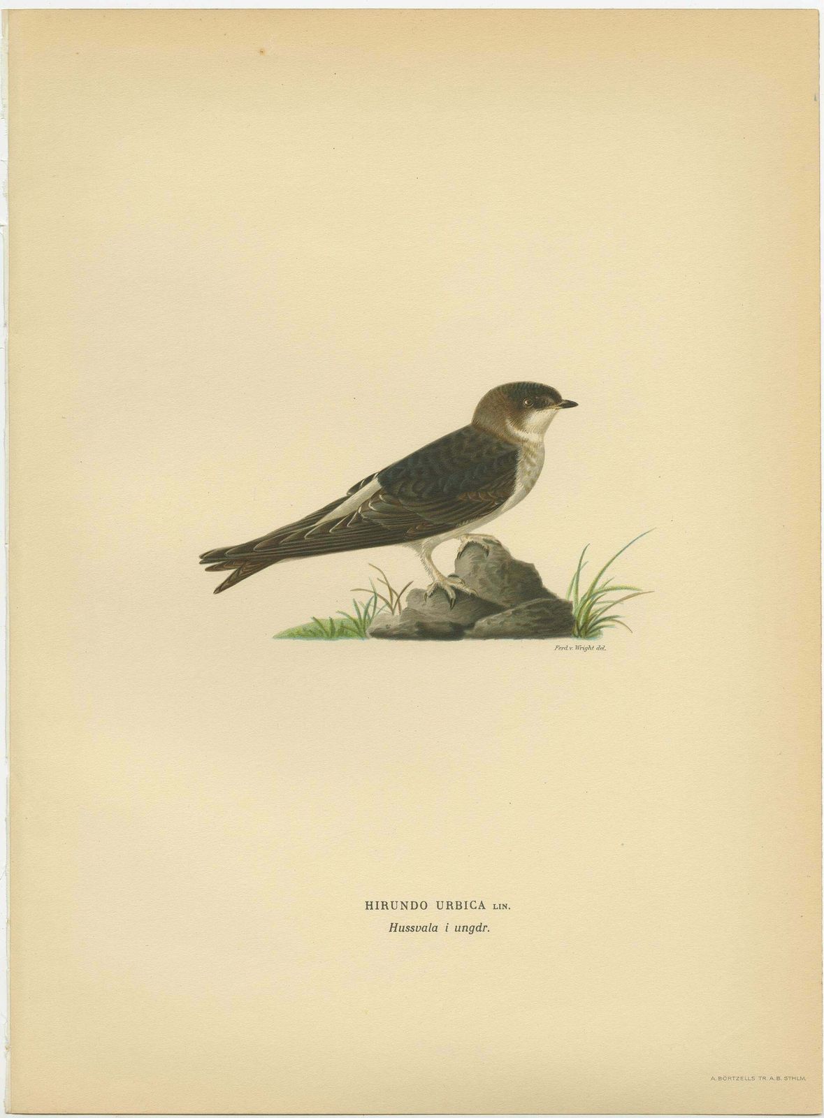 Antique Decorative Bird Print Of The Common House Martin, 1927 photo furniture