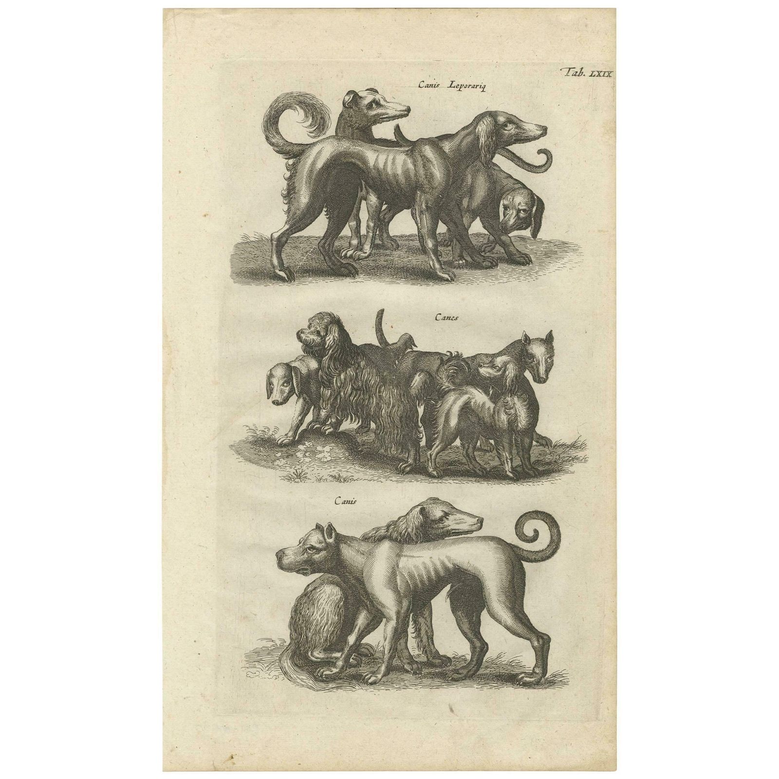 Antique Print Of Various Dog Breeds "Tab Lxix" By J. Jonston, 1657