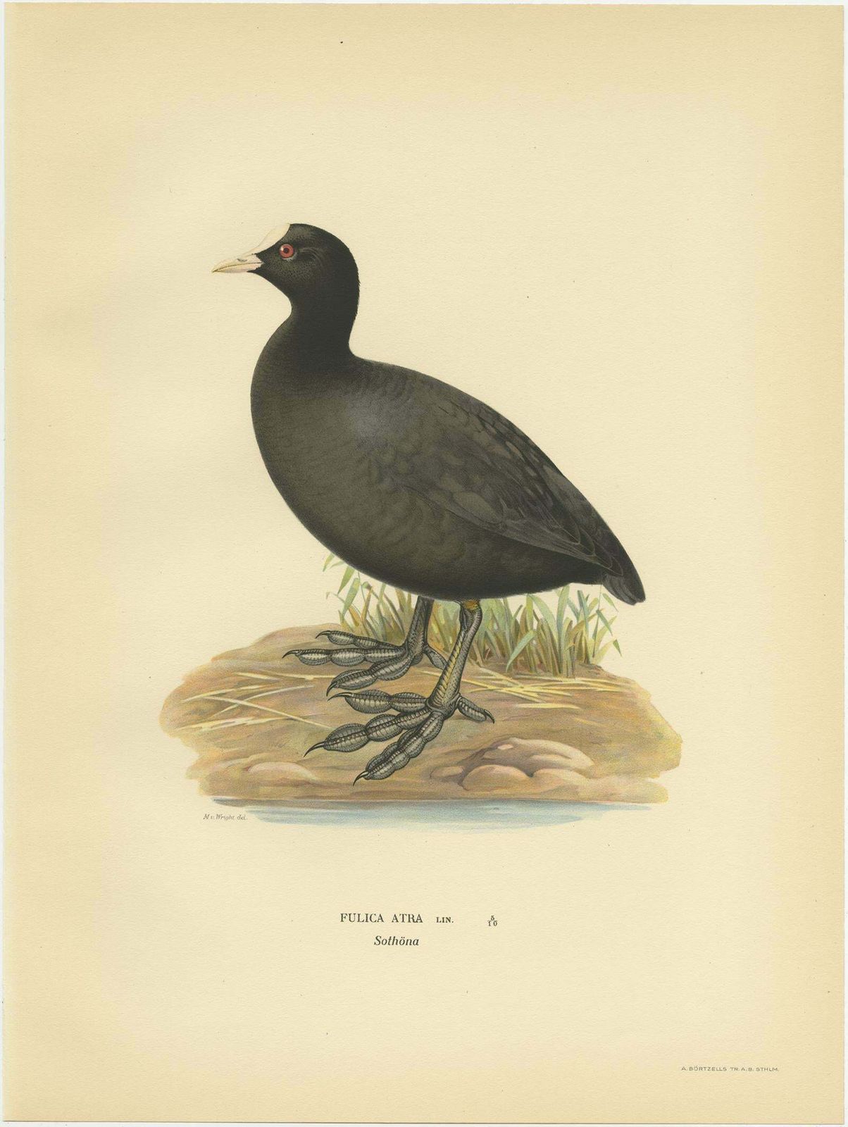 Original Antique Bird Print Of The Eurasian Coot, 1929 photo furniture