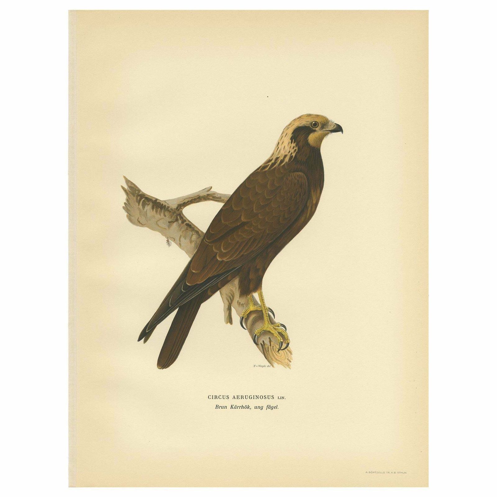 Original Antique Bird Print Of The Western Marsh Harrier, 1929