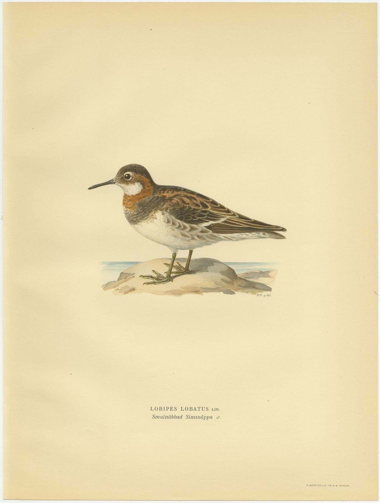 Original Antique Bird Print Of The Northern Phalarope, 1929 photo furniture