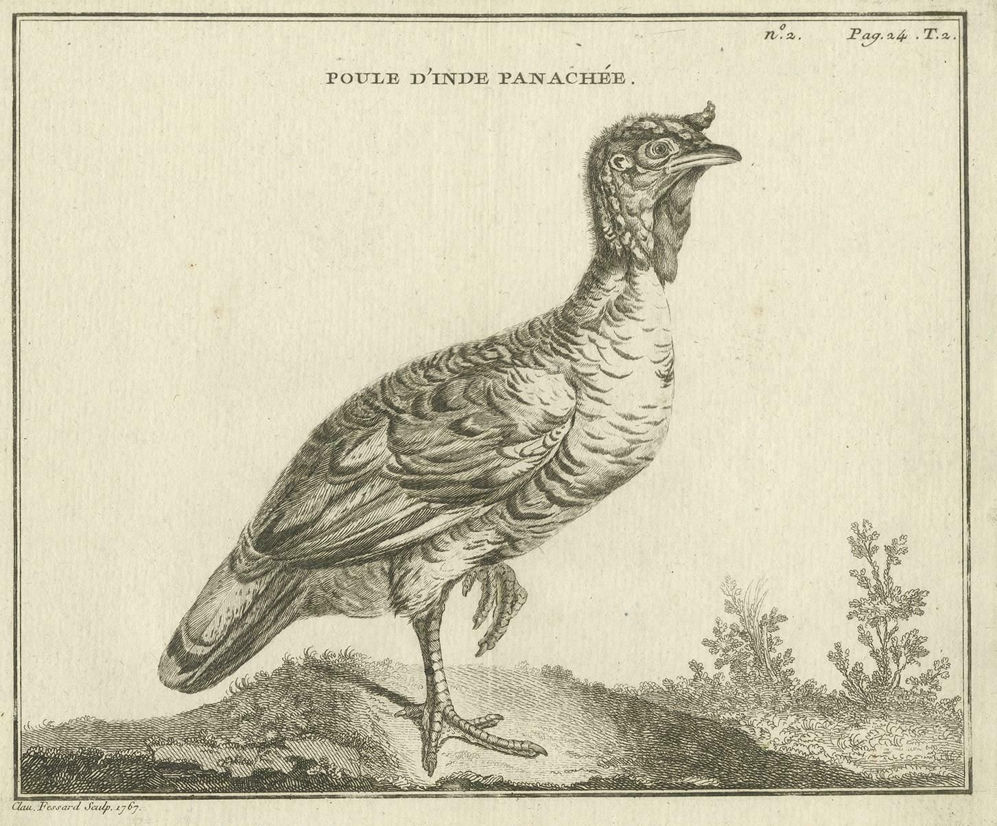 Antique Bird Print Of A Variegated Indian Hen By Fessard, 1819 photo Art