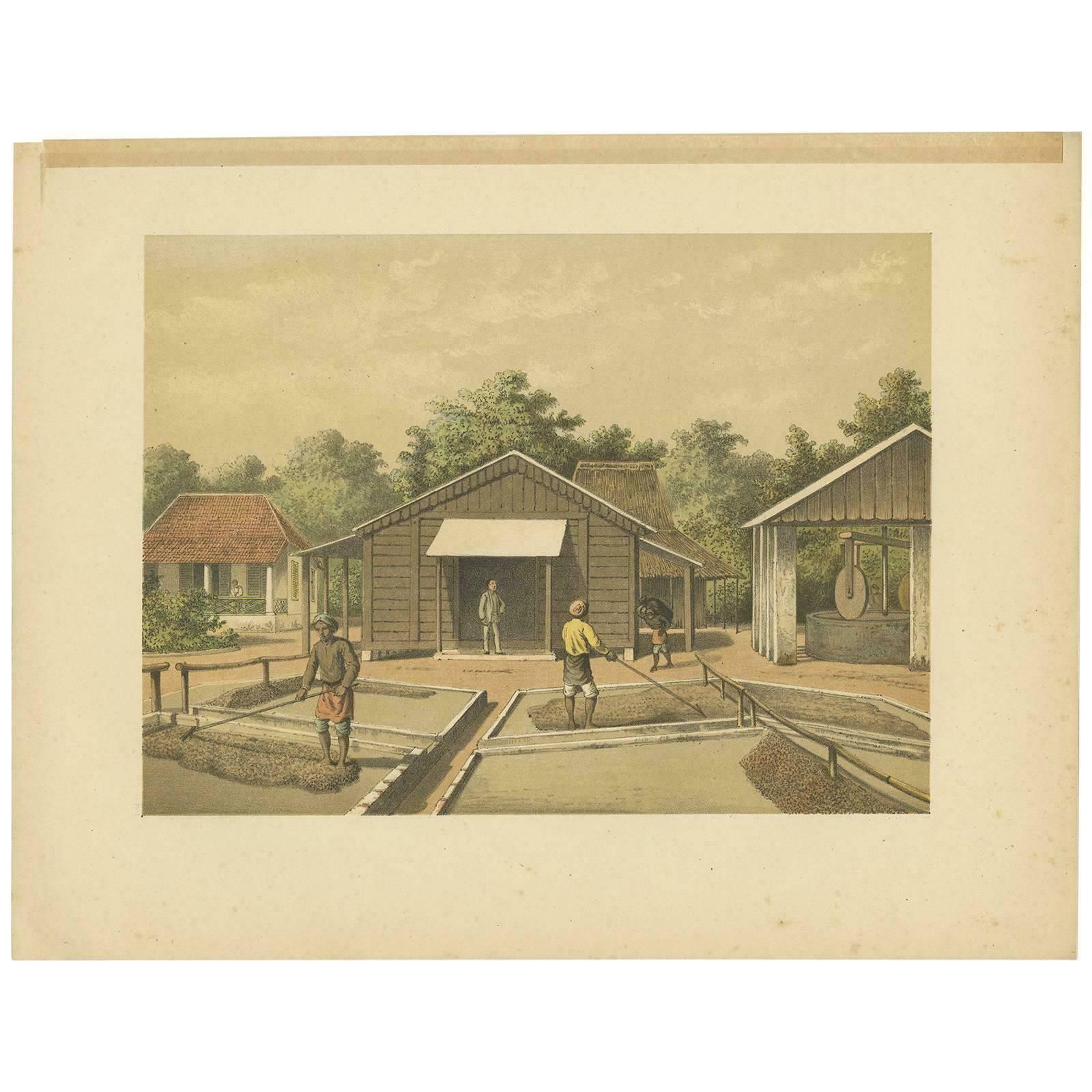Antique Print Of The Coffee Beans Production On Sumatra By M.T.H. Perelaer, 1888