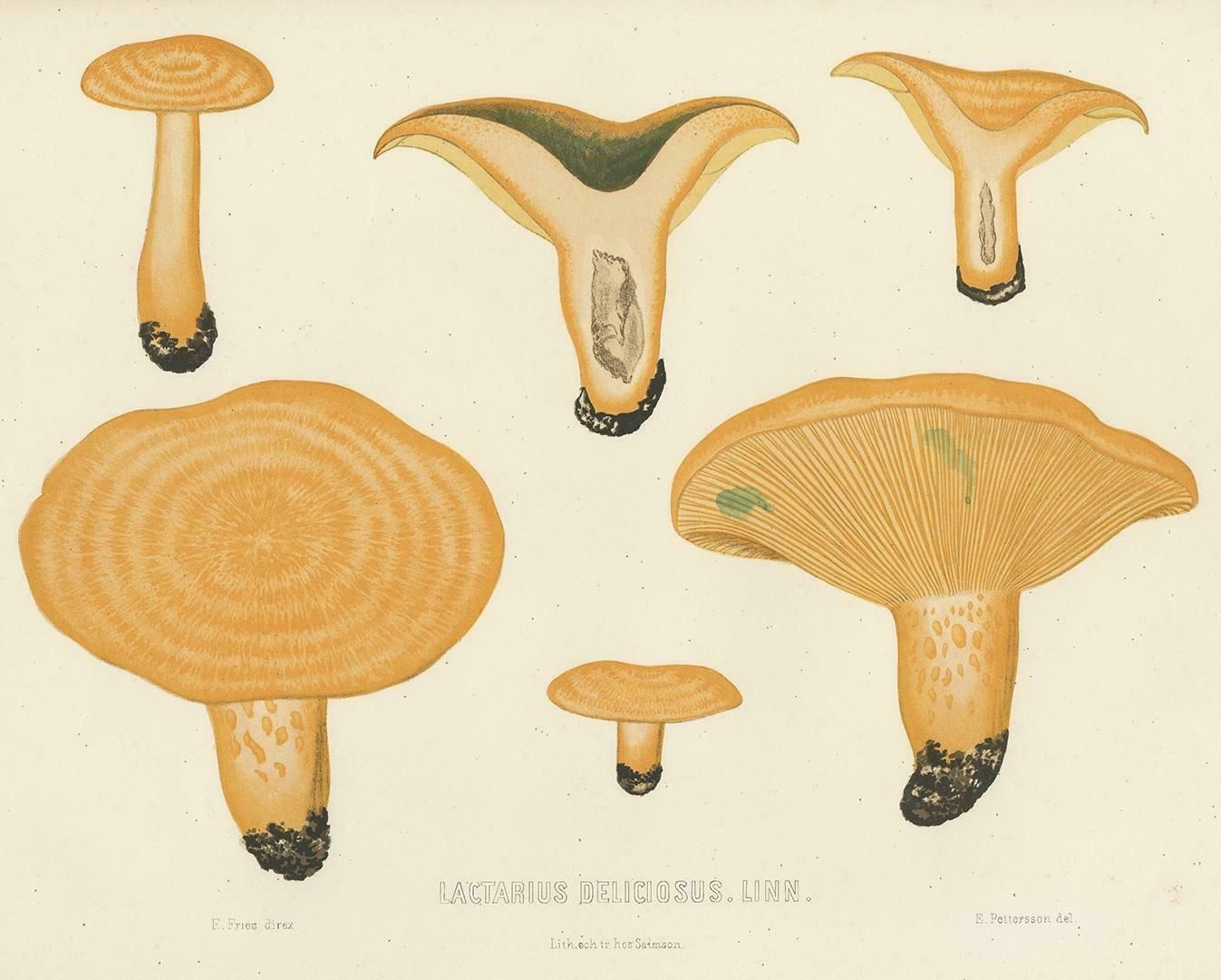 Antique Mycology Print Of Lactarius Deliciosus By E.M. Fries, Circa 1860 photo furniture