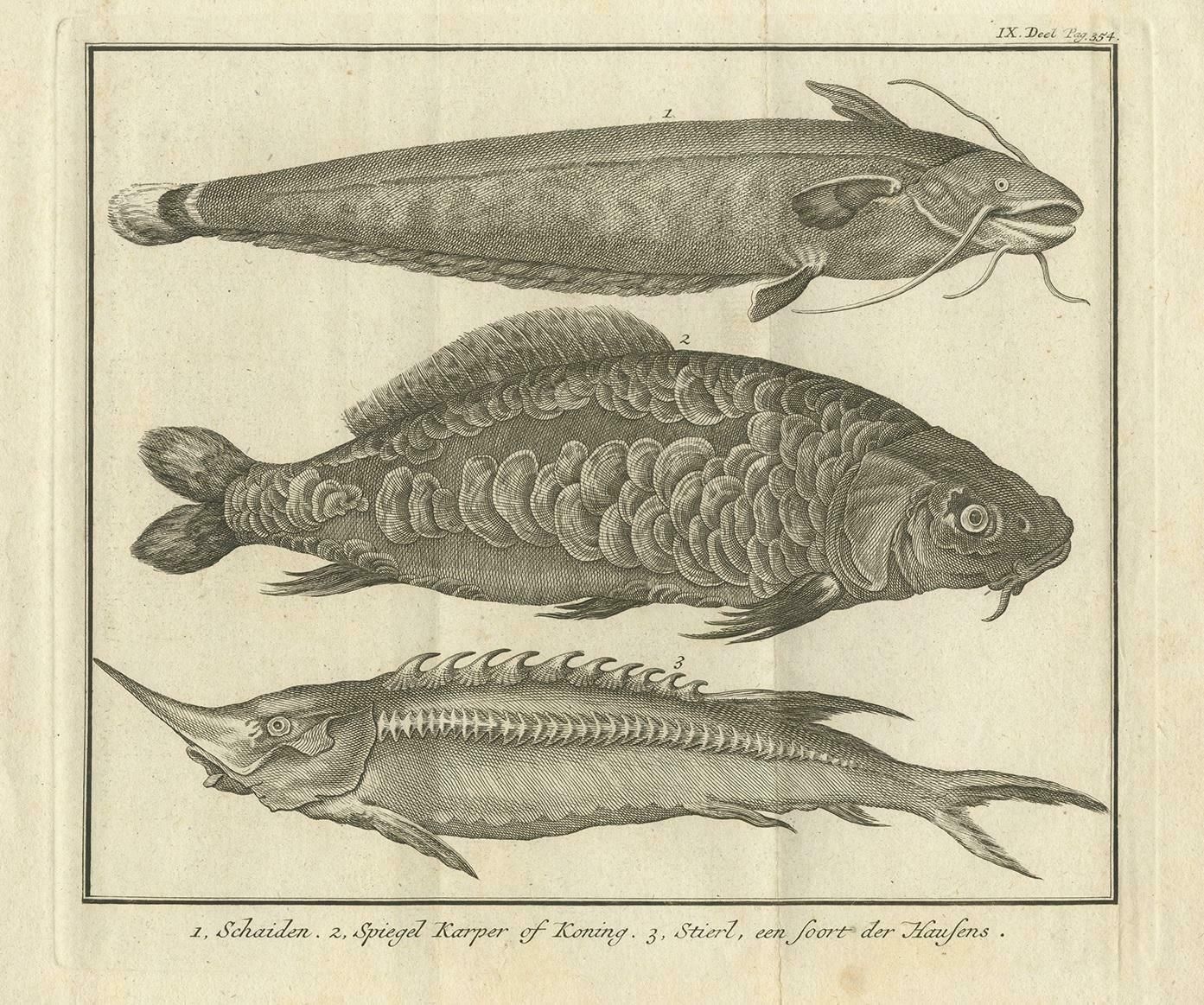 Antique Print Of A Catfish And Other Fish Species By Salmon, 1737 photo for sale