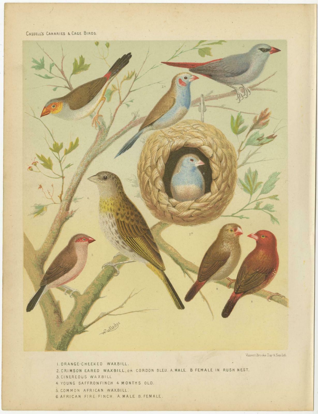 Antique Bird Print Of The Orange Cheeked Waxbill Cordon Blue And Others photo Art