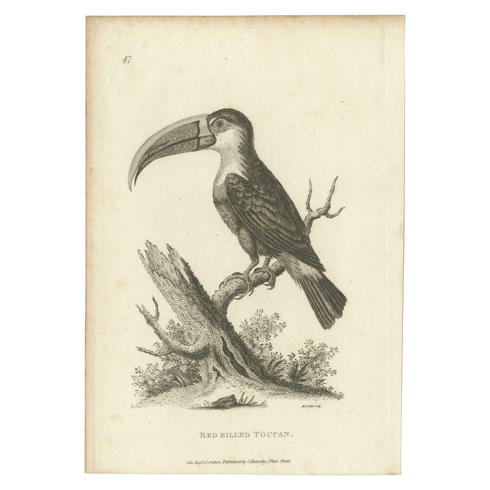 Antique Bird Print Of The Red Billed Toucan By Shaw, '1811'