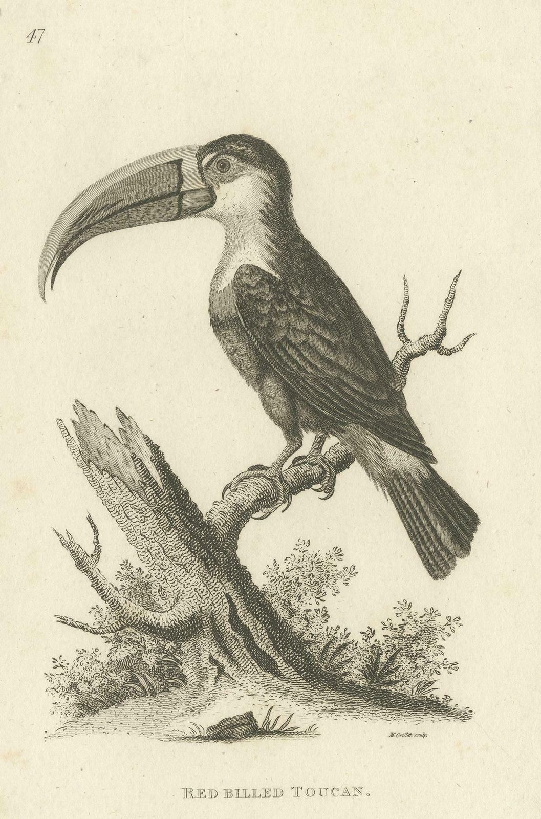 Antique Bird Print Of The Red Billed Toucan By Shaw, '1811' photo furniture