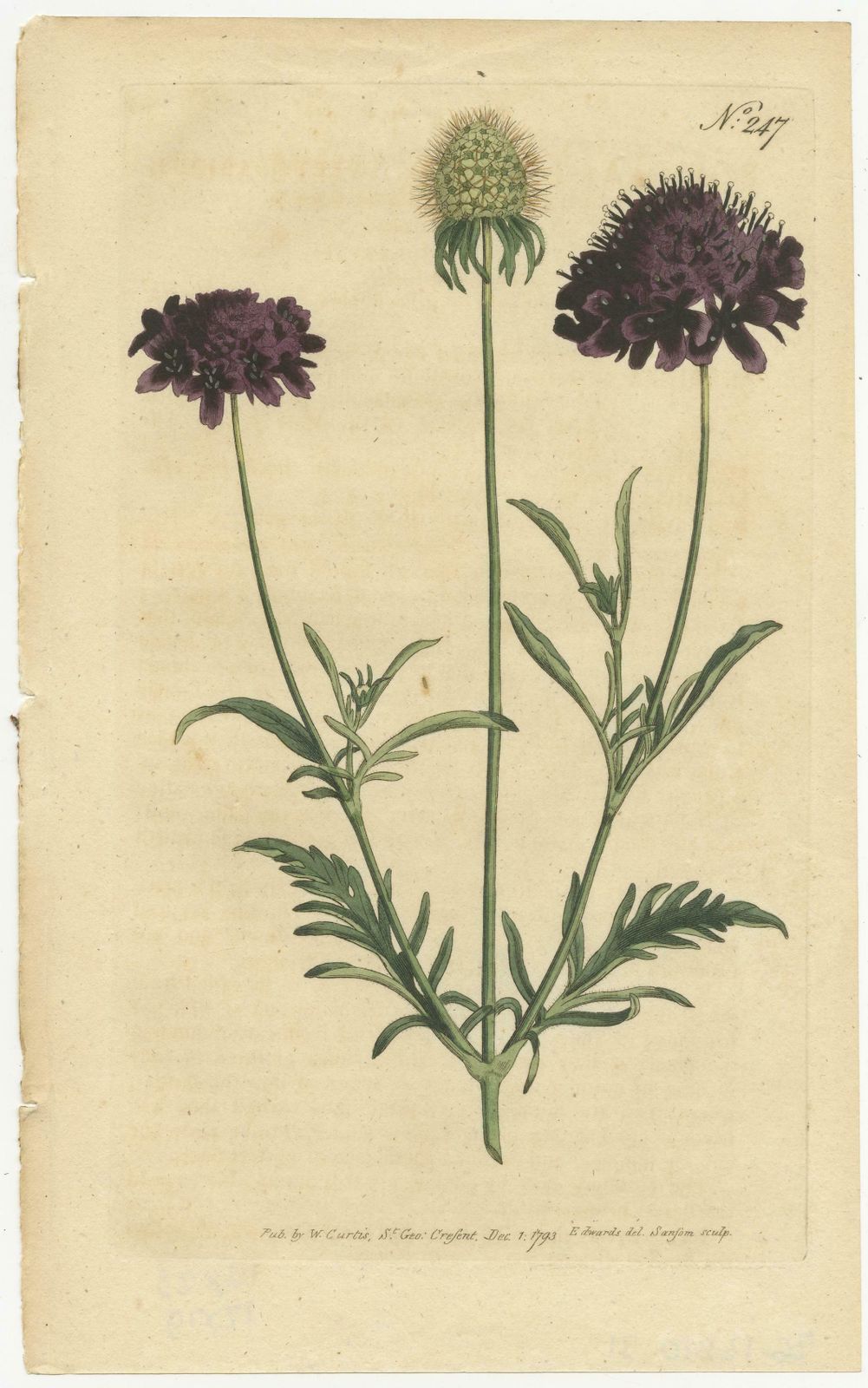 Set Of 2 Antique Botany Prints   Sweet Scabious   Purple Headed Garlic photo for sale