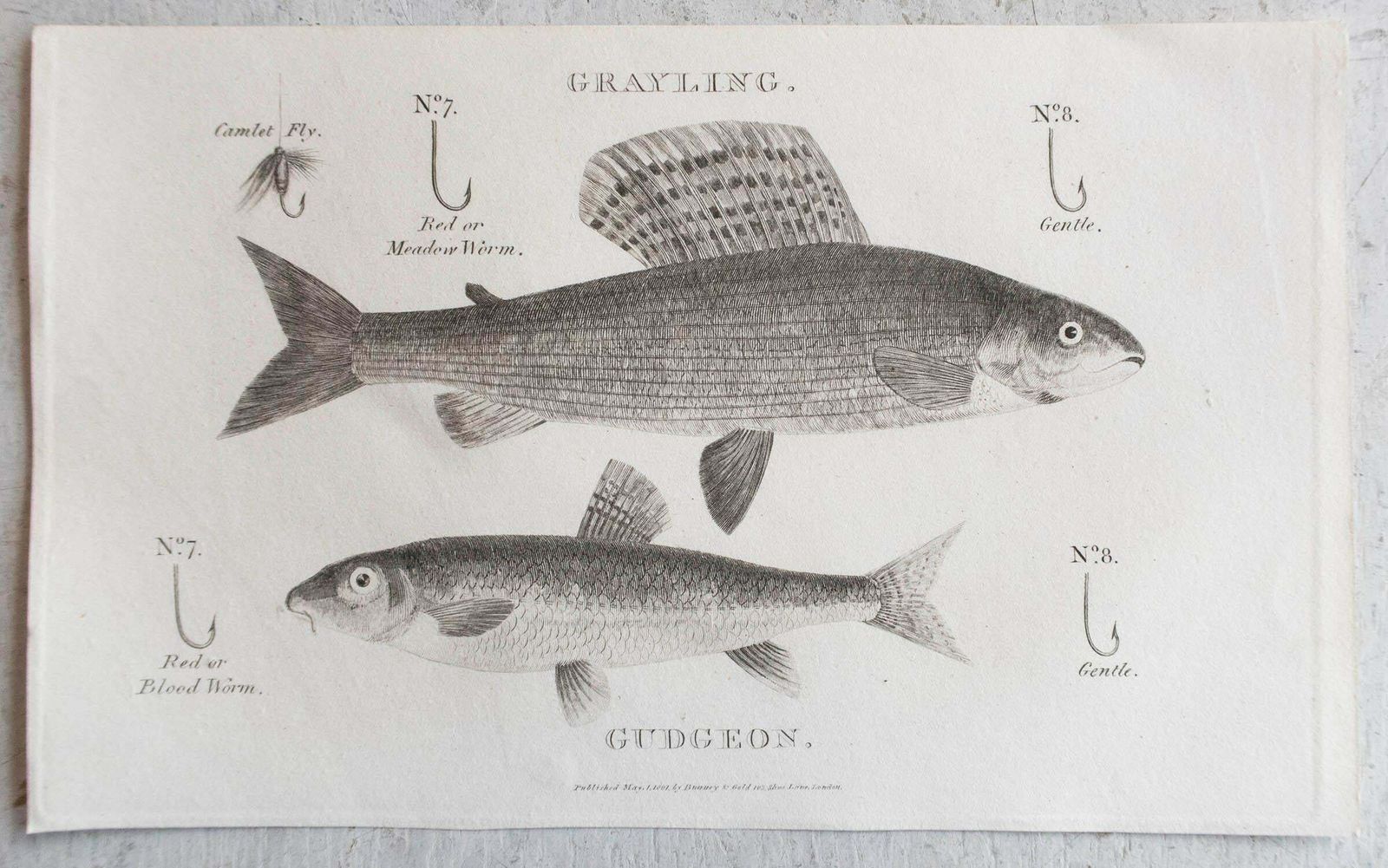 Set Of 5 Original Antique Fishing / Angling Prints, Dated 1801 photo vinterior