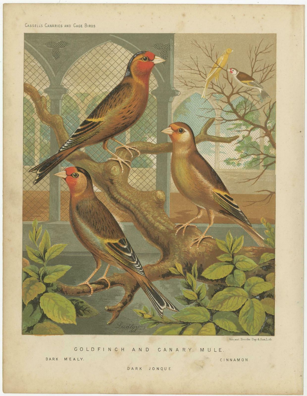 Antique Bird Print Of The Goldfinch And Canary Mule Dark Mealy And Others photo Art