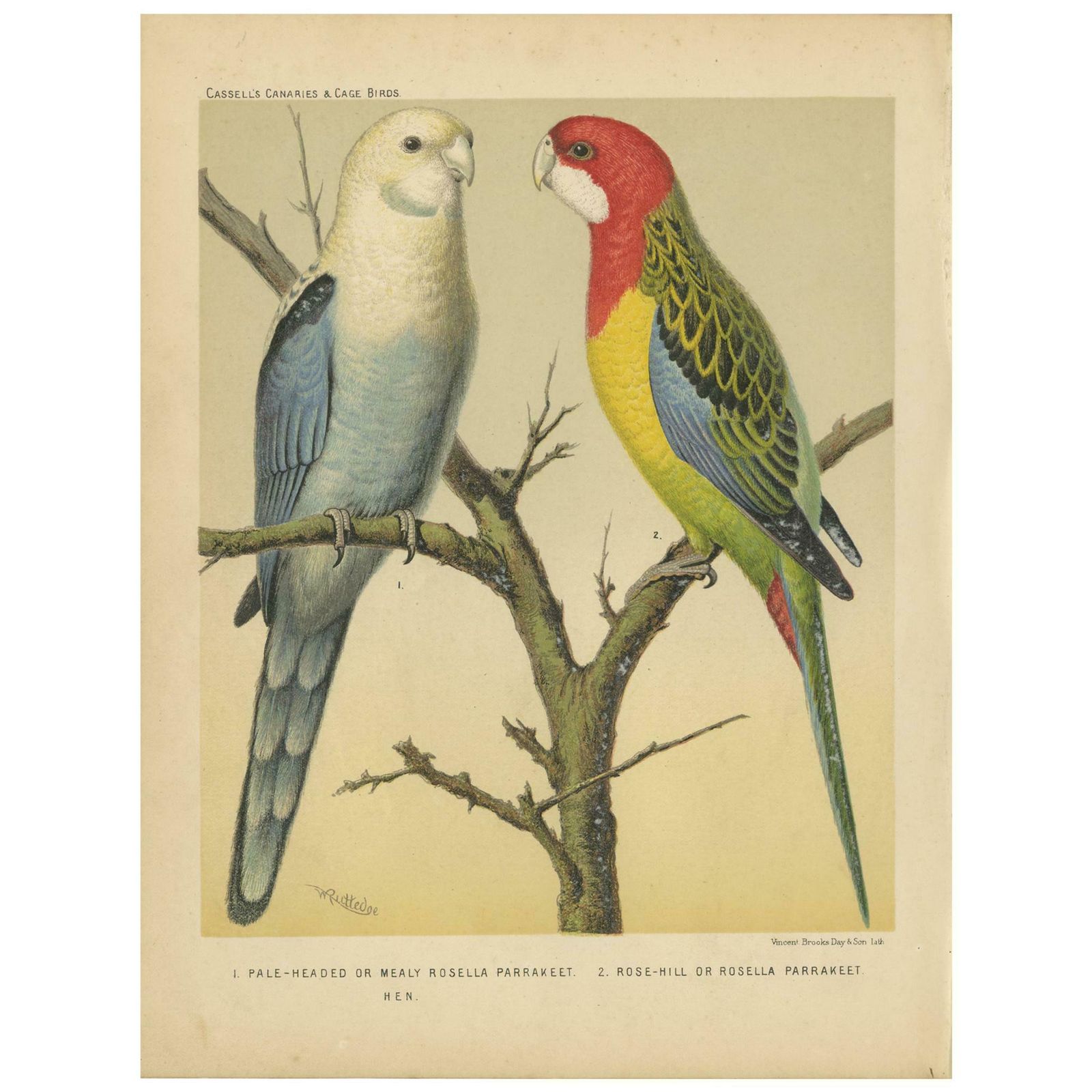 Antique Bird Print Of Pale Headed Rosella And Rosella Parrakeet, Circa 1880