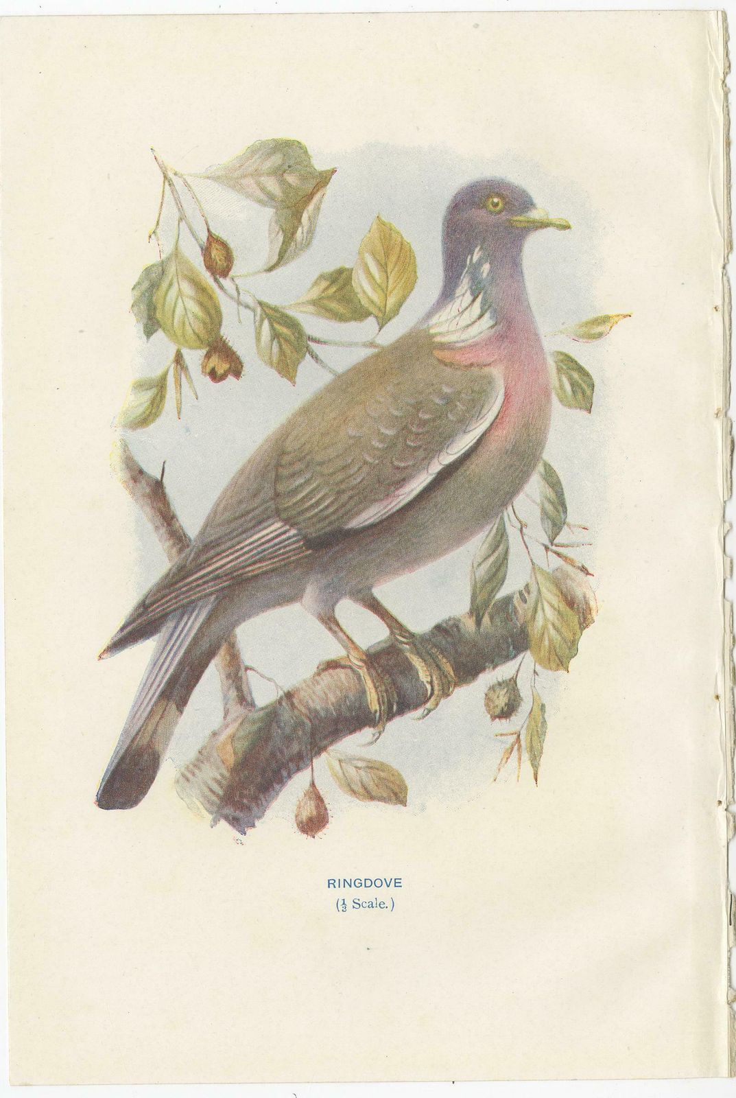 Set Of 4 Antique Bird Prints Ringdove, Shore Lark, Nightingale, Rock Dove photo furniture