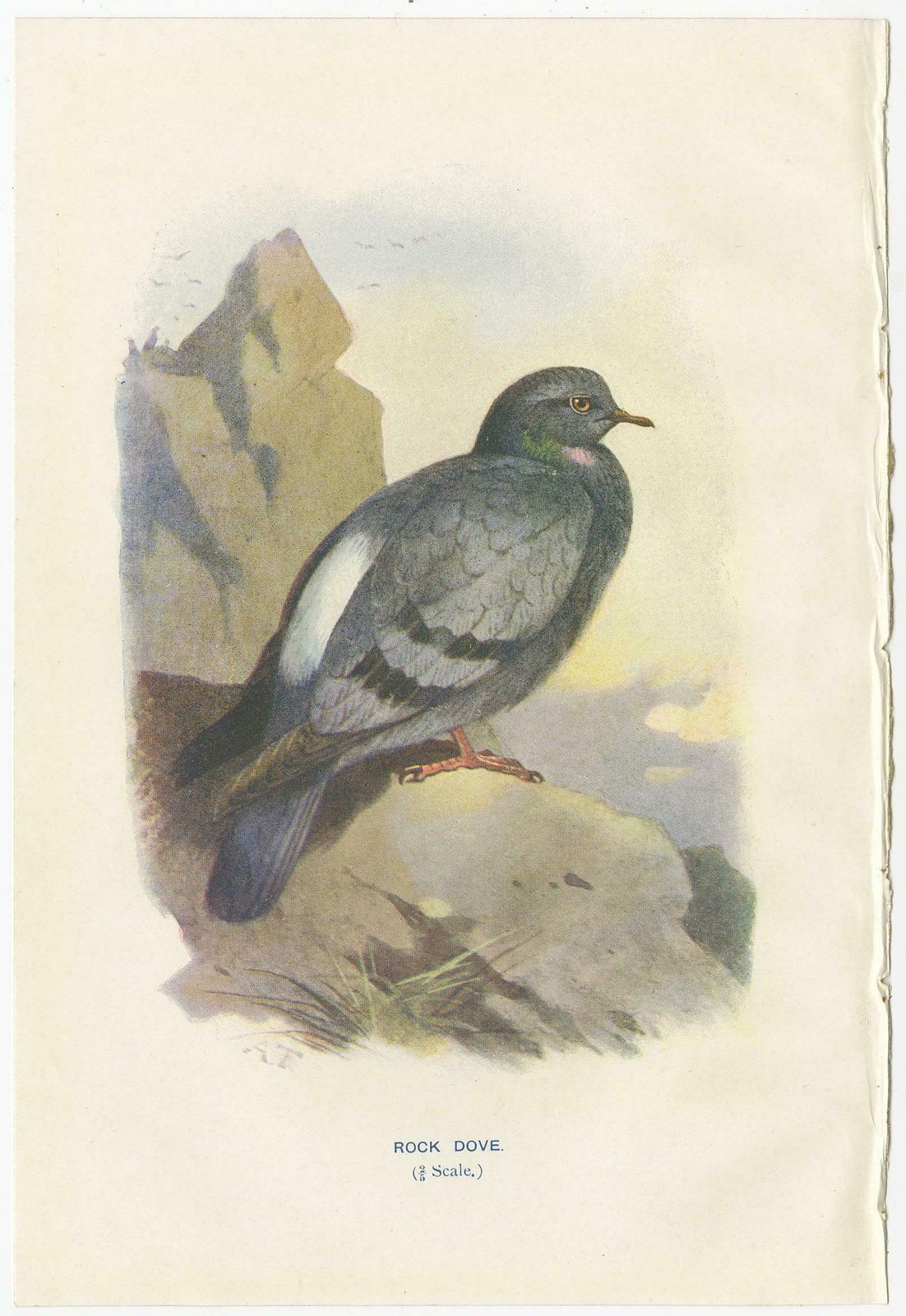 Set Of 4 Antique Bird Prints Ringdove, Shore Lark, Nightingale, Rock Dove photo 164.0