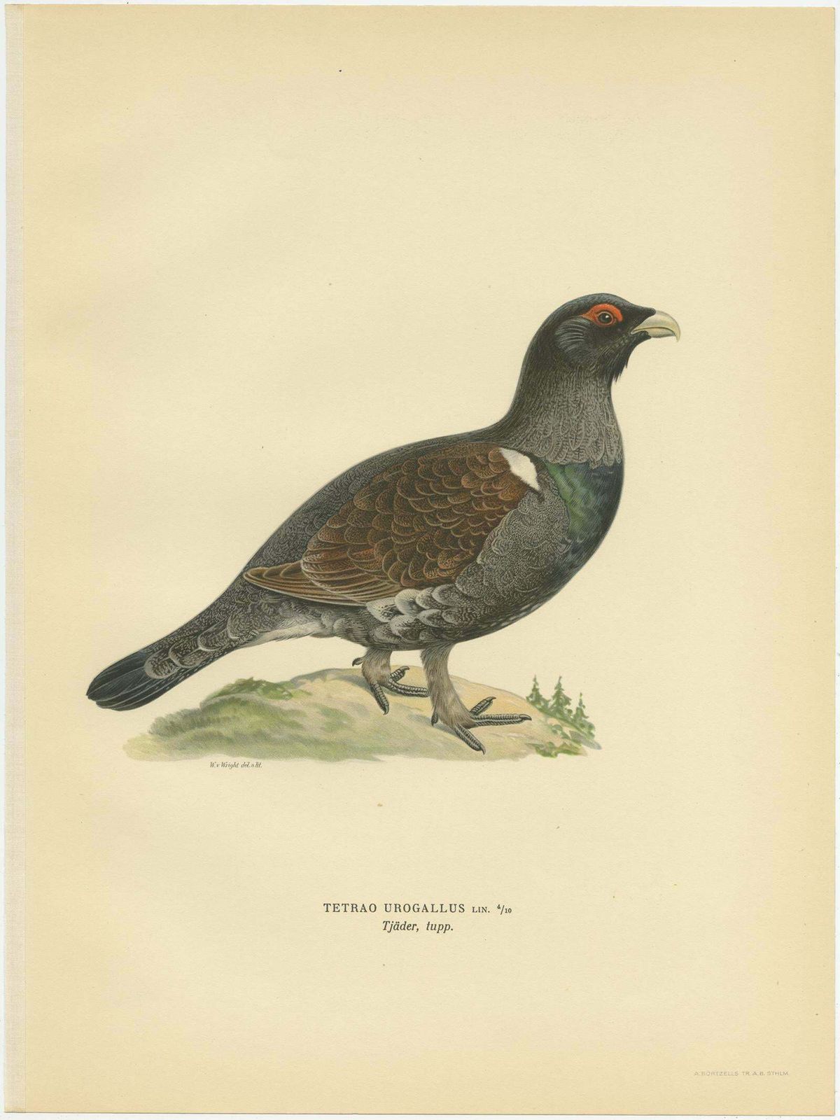 Antique Bird Print Of The Western Capercaillie 'Male' By Von Wright, 1929 photo for sale