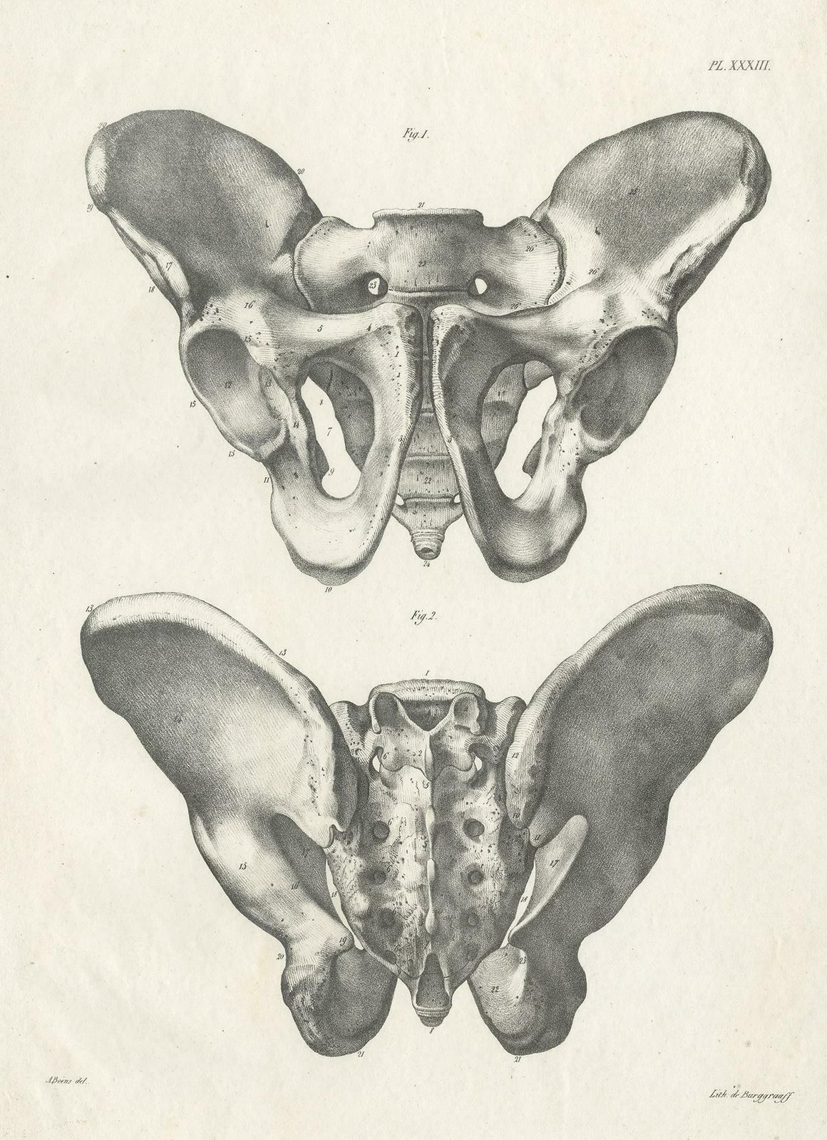 Pl. Xxxiii Antique Anatomy / Medical Print Of The Pelvis By Cloquet, '1821' photo furniture