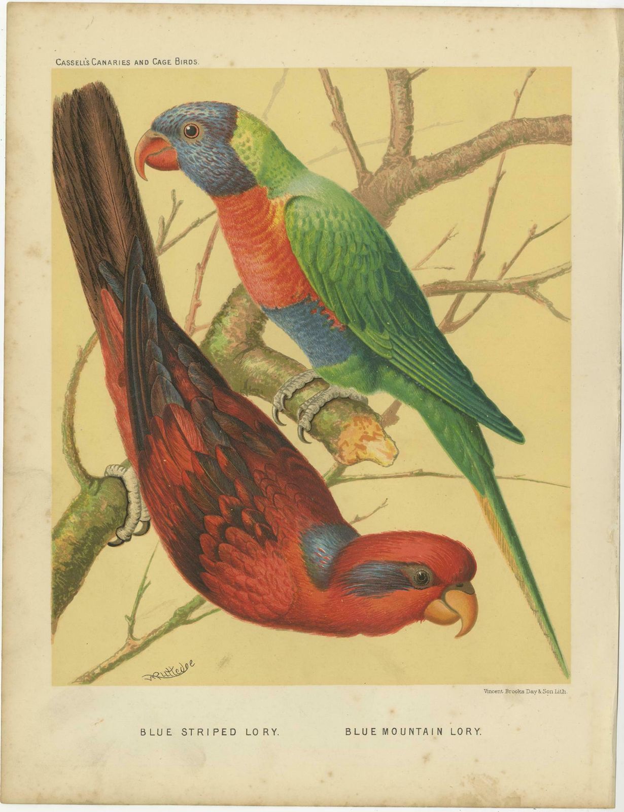 Antique Bird Print Of Blue Streaked Lory And Blue Mountain Lory 'Circa 1880' photo Art