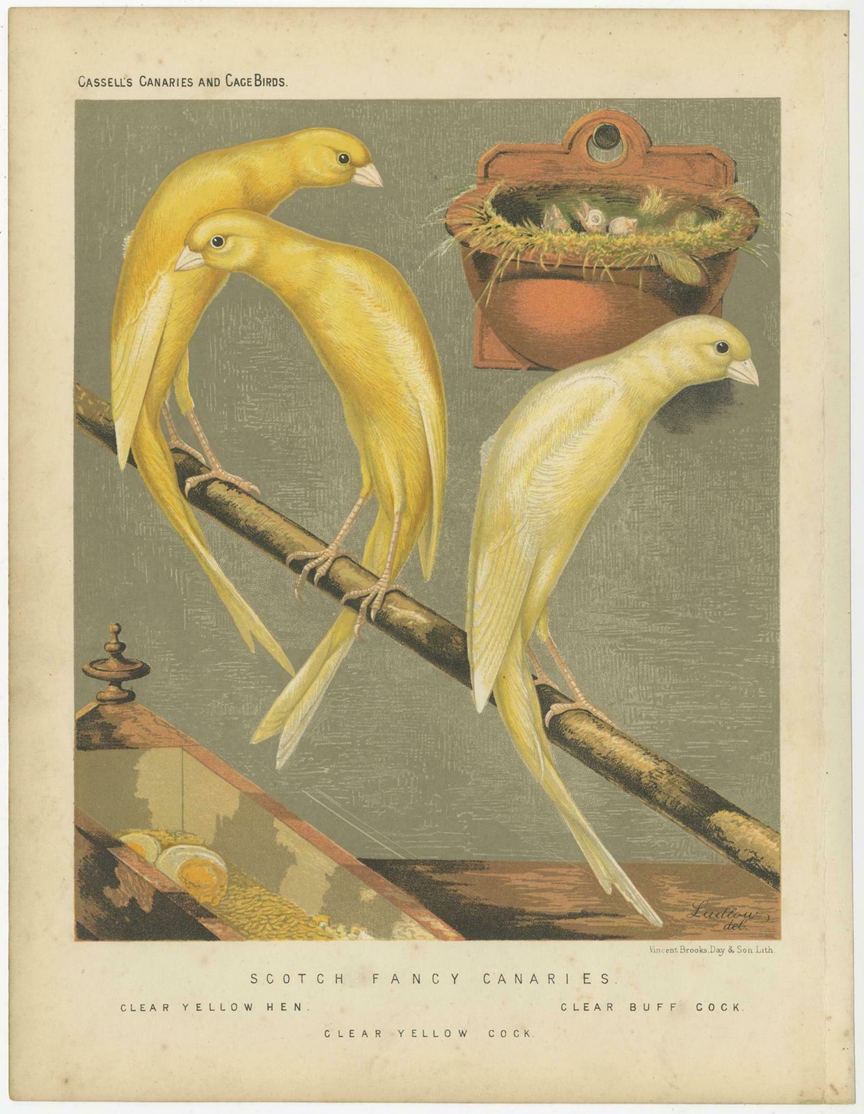 Antique Bird Print Of The Scotch Fancy Canaries, Clear Yellow Hen And Others photo Art