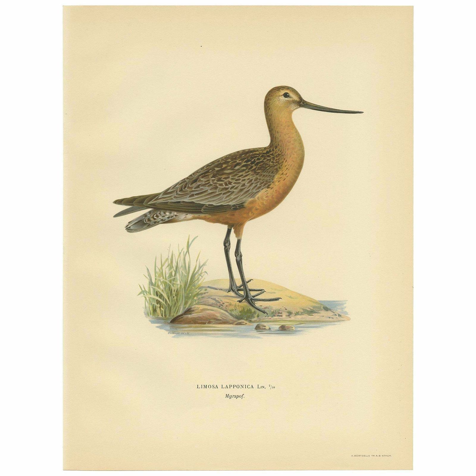 Antique Bird Print Of The Bar Tailed Godwit By Von Wright, 1929