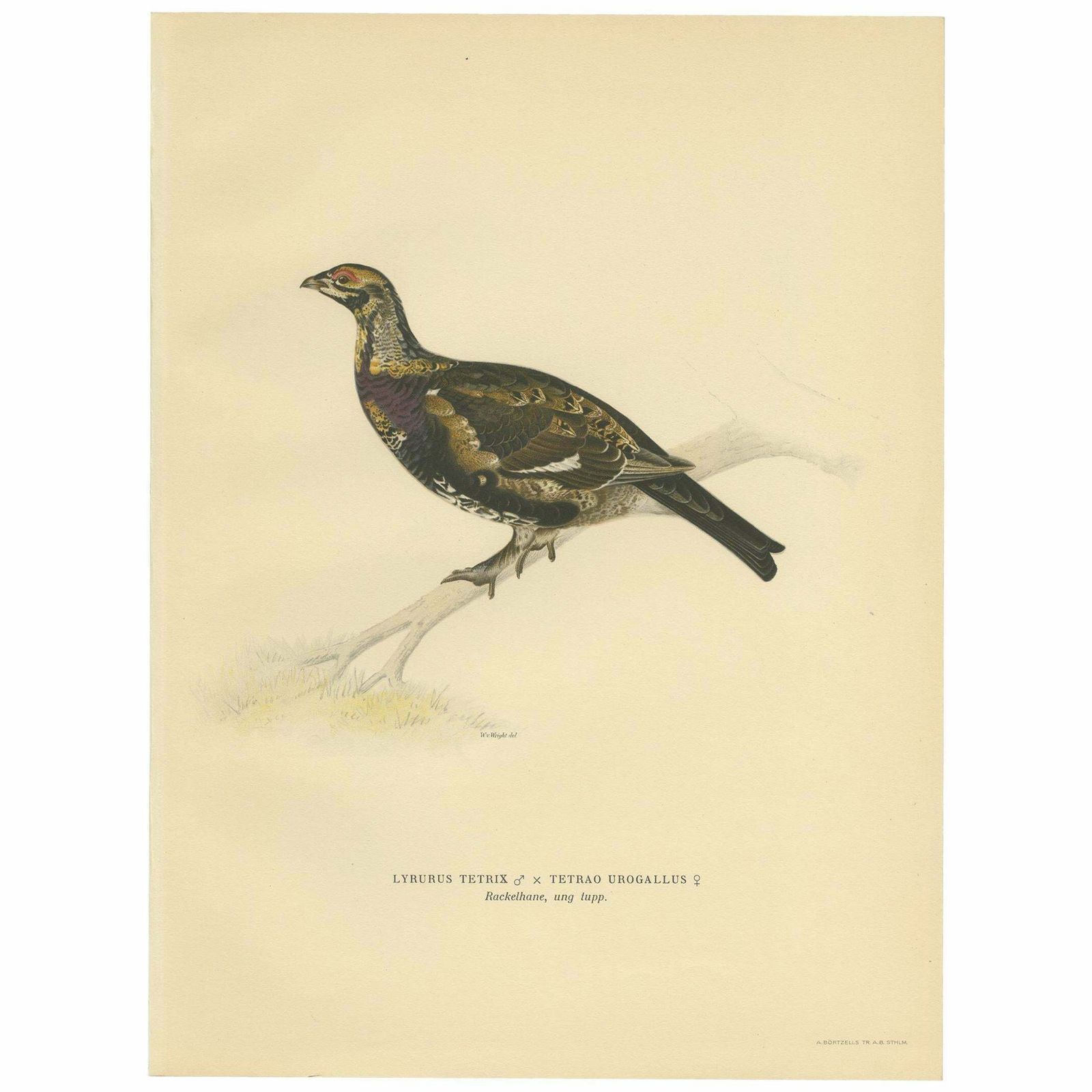 Antique Bird Print Of The Black Grouse 'Female' By Von Wright, 1929