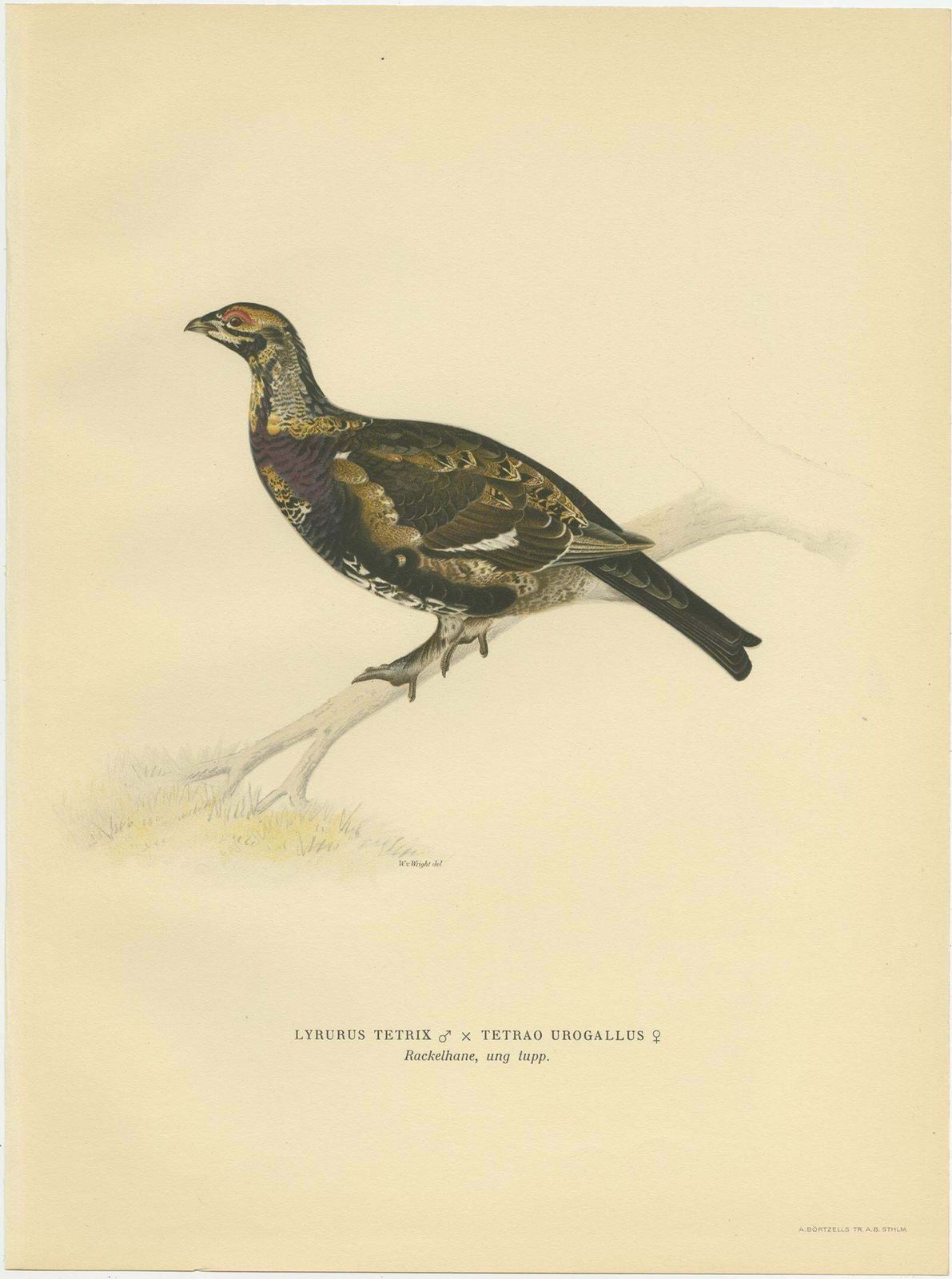 Antique Bird Print Of The Black Grouse 'Female' By Von Wright, 1929 photo Art