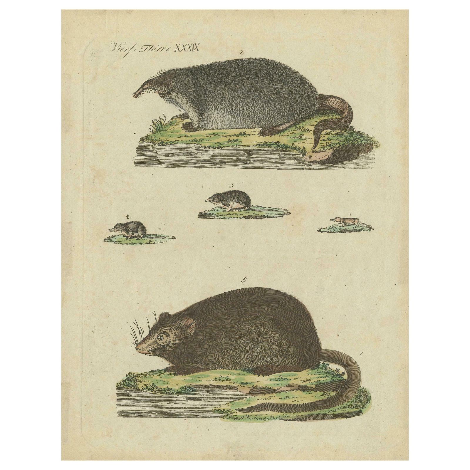 Antique Print Of Various Mice, 'C.1800'