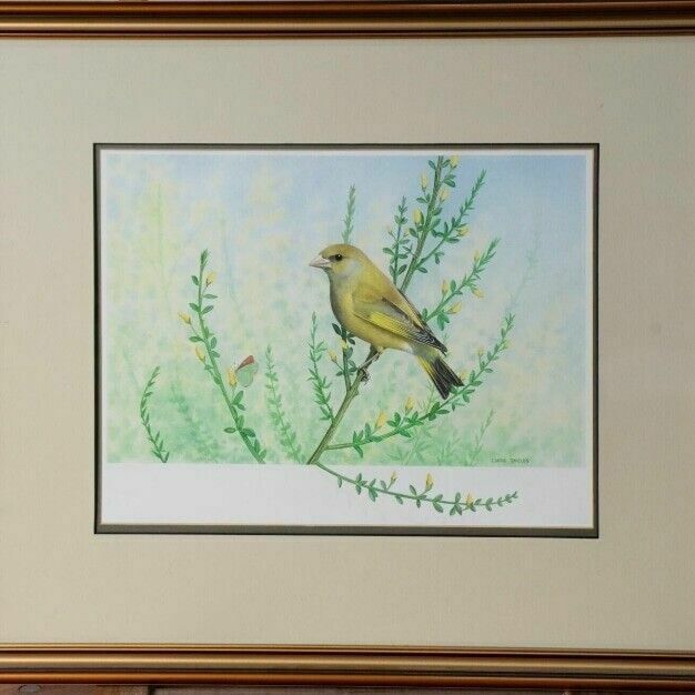 Ornithology Collection Of Signed Paintings By Chris Shields X 7 Framed Vary Size photo Art