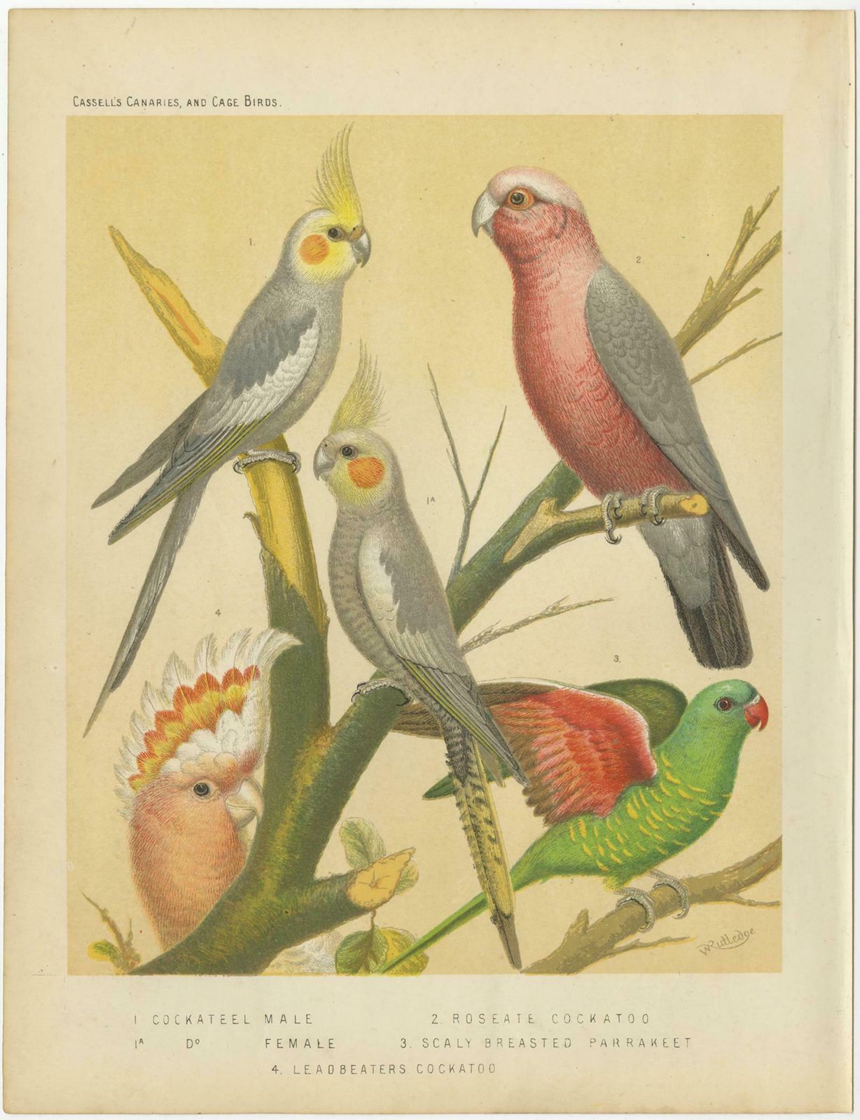 Antique Bird Print Of The Cockateel Male, Roseatte Cockatoo And Others photo furniture