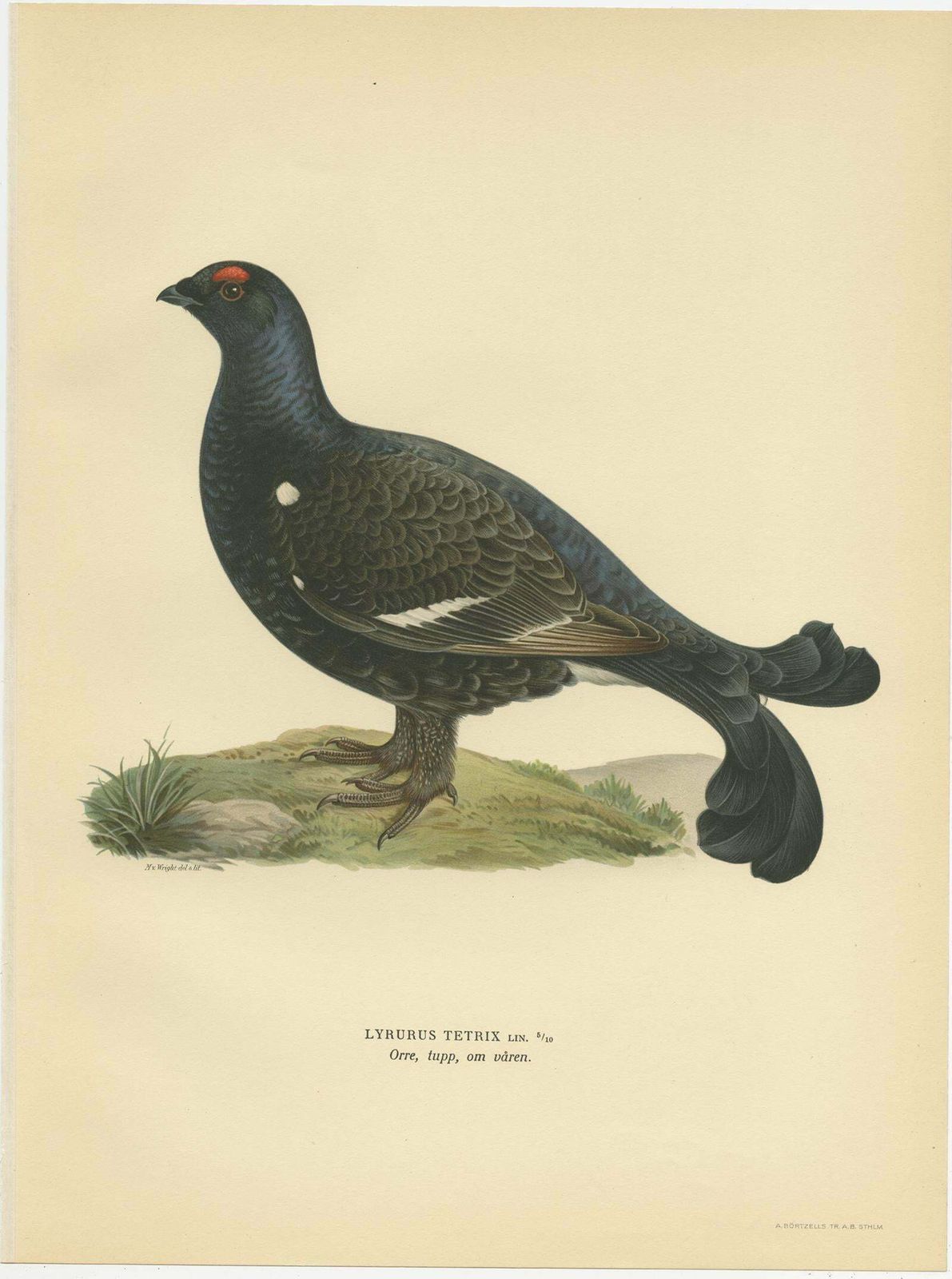 Antique Bird Print Of The Black Grouse By Von Wright, 1929 photo furniture