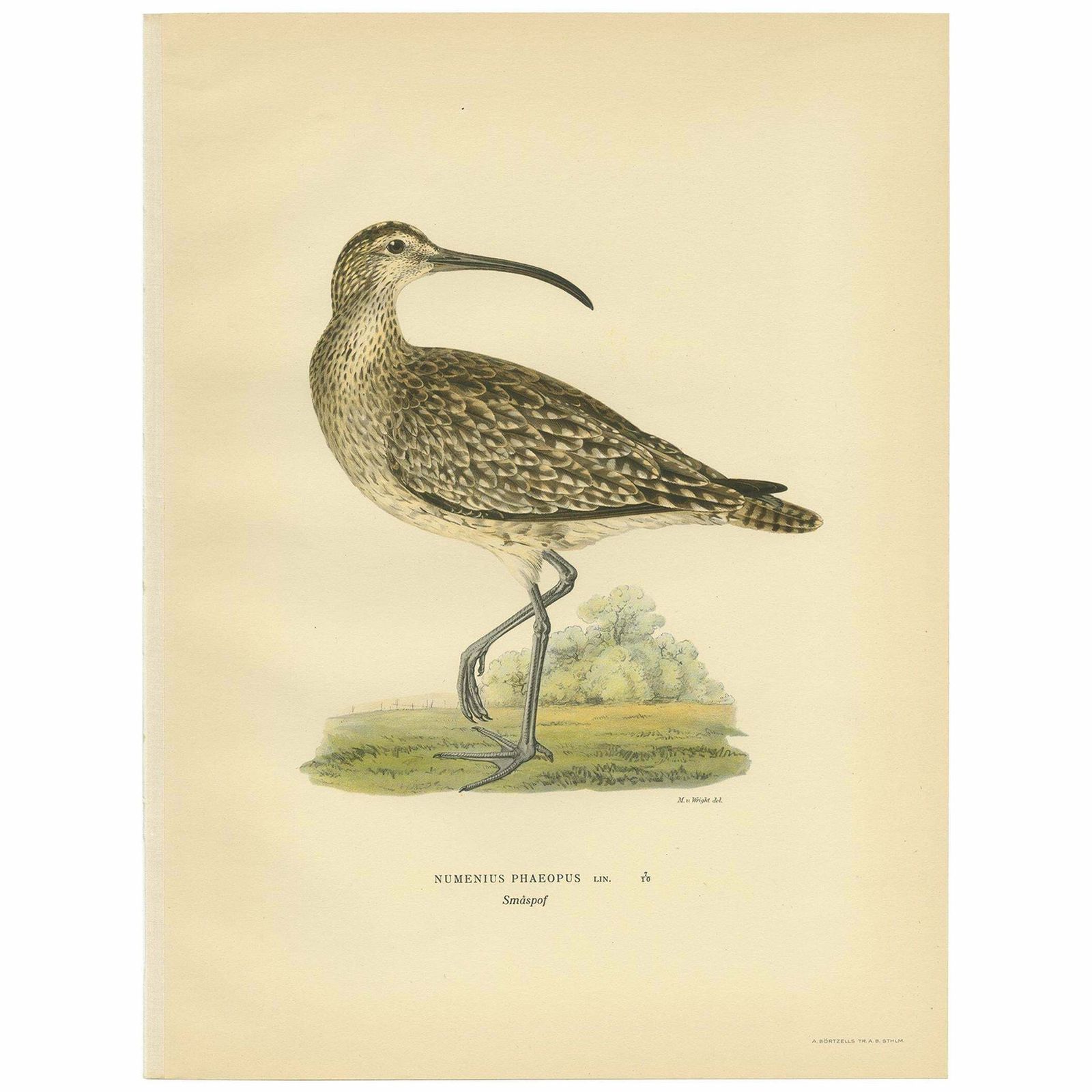 Antique Bird Print Of The Eurasian Whimbrel By Von Wright, '1929'