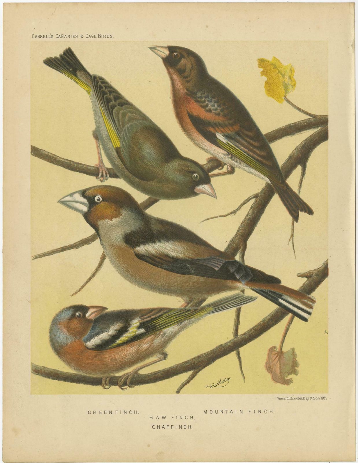 Antique Bird Print Of Greenfinch Haw Finch Mountain Finch And Chaffinch photo for sale