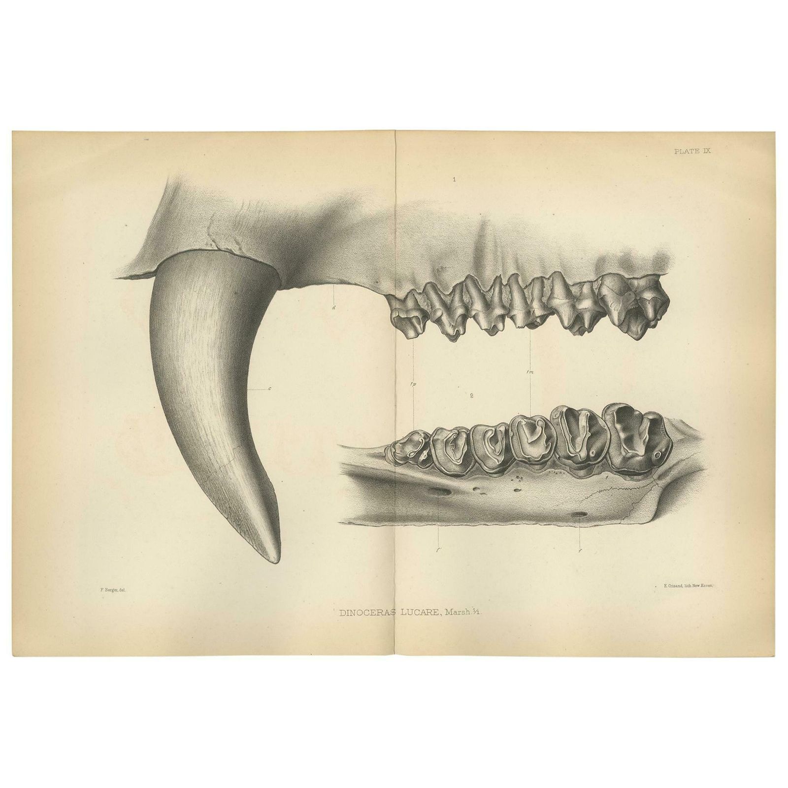 Antique Paleontology Print Of The Teeth Of A Dinoceras Lucare By Marsh