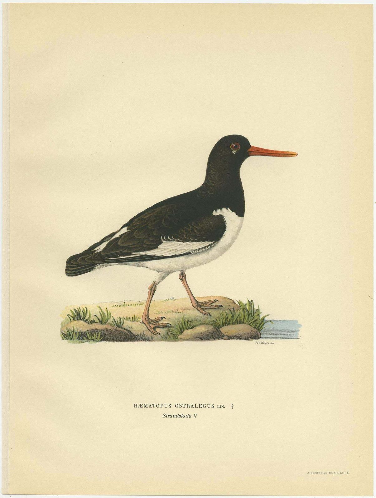 Antique Bird Print Of The Eurasian Oystercatcher By Von Wright, 1929 photo furniture