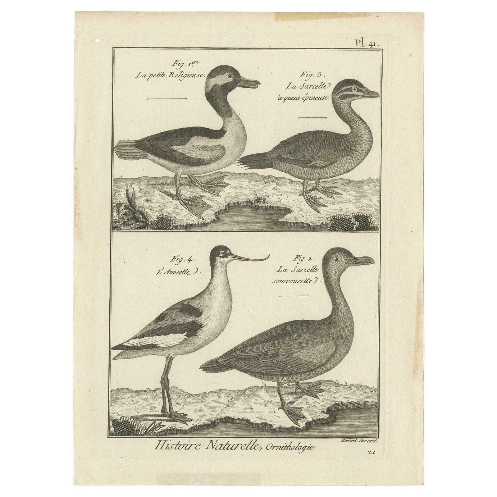 Antique Print Of The Avocet Bird And Various Ducks By Bonnaterre '1790'