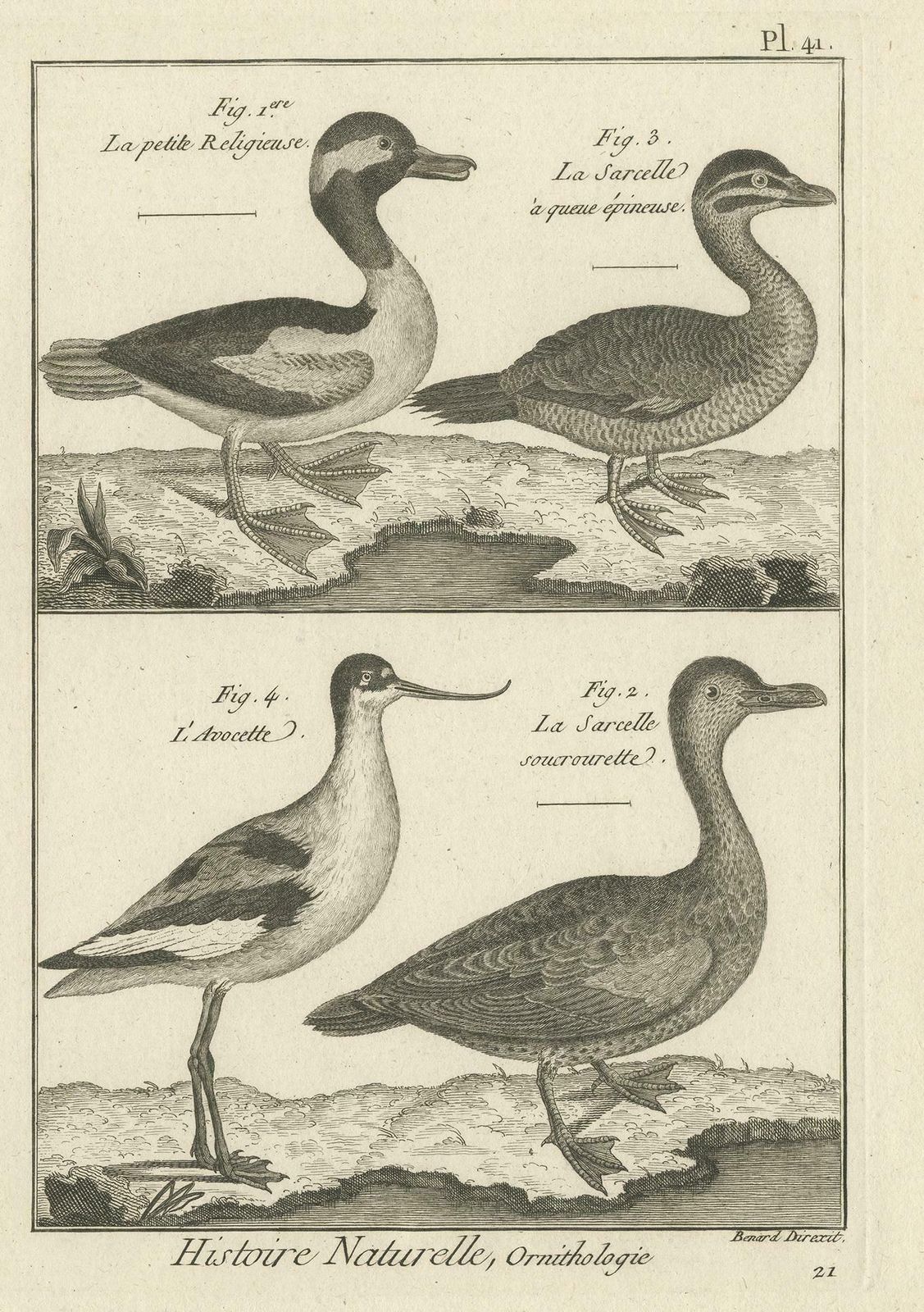 Antique Print Of The Avocet Bird And Various Ducks By Bonnaterre '1790' photo furniture