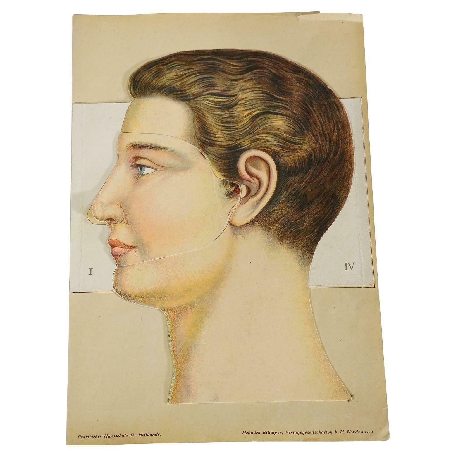 1900s Foldable Anatomical Brochure Depicting The Human Head