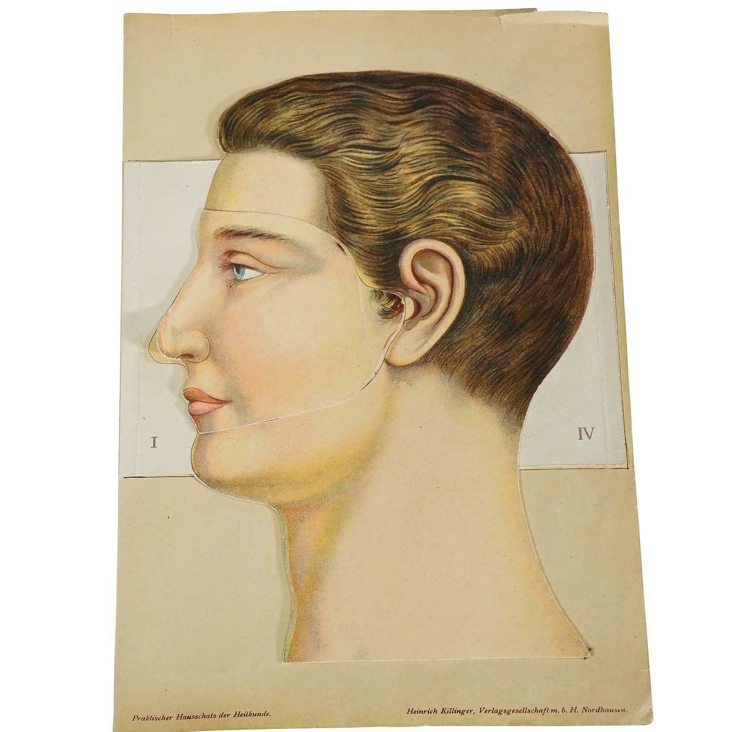 1900s Foldable Anatomical Brochure Depicting The Human Head photo furniture