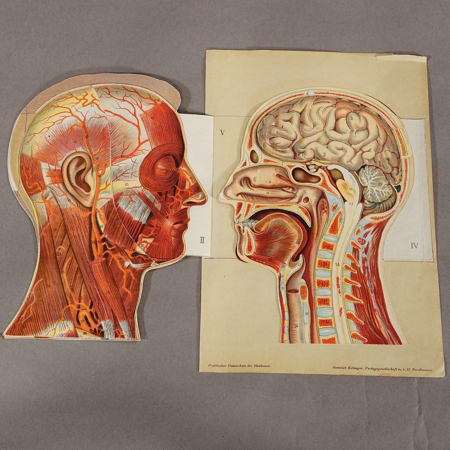 1900s Foldable Anatomical Brochure Depicting The Human Head photo Art