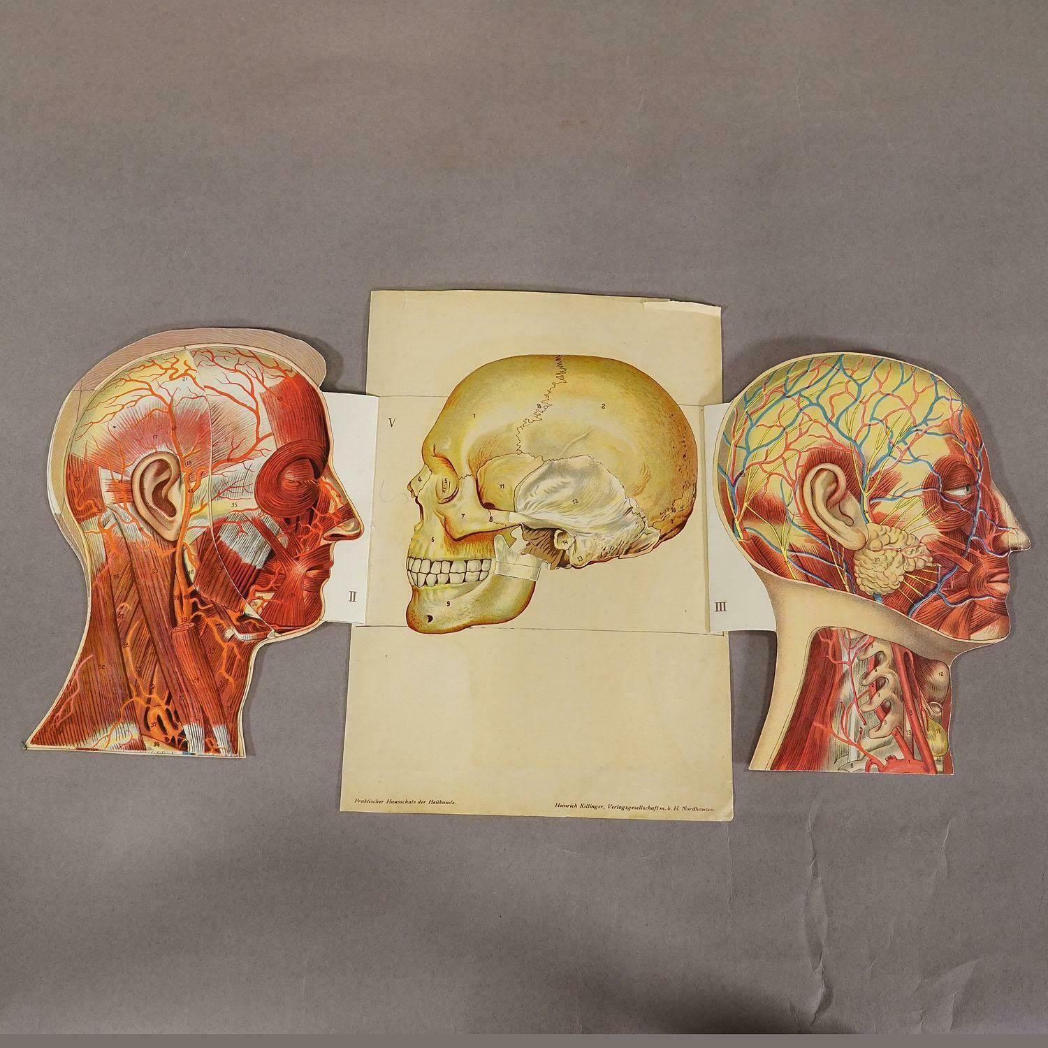 1900s Foldable Anatomical Brochure Depicting The Human Head photo 390.0