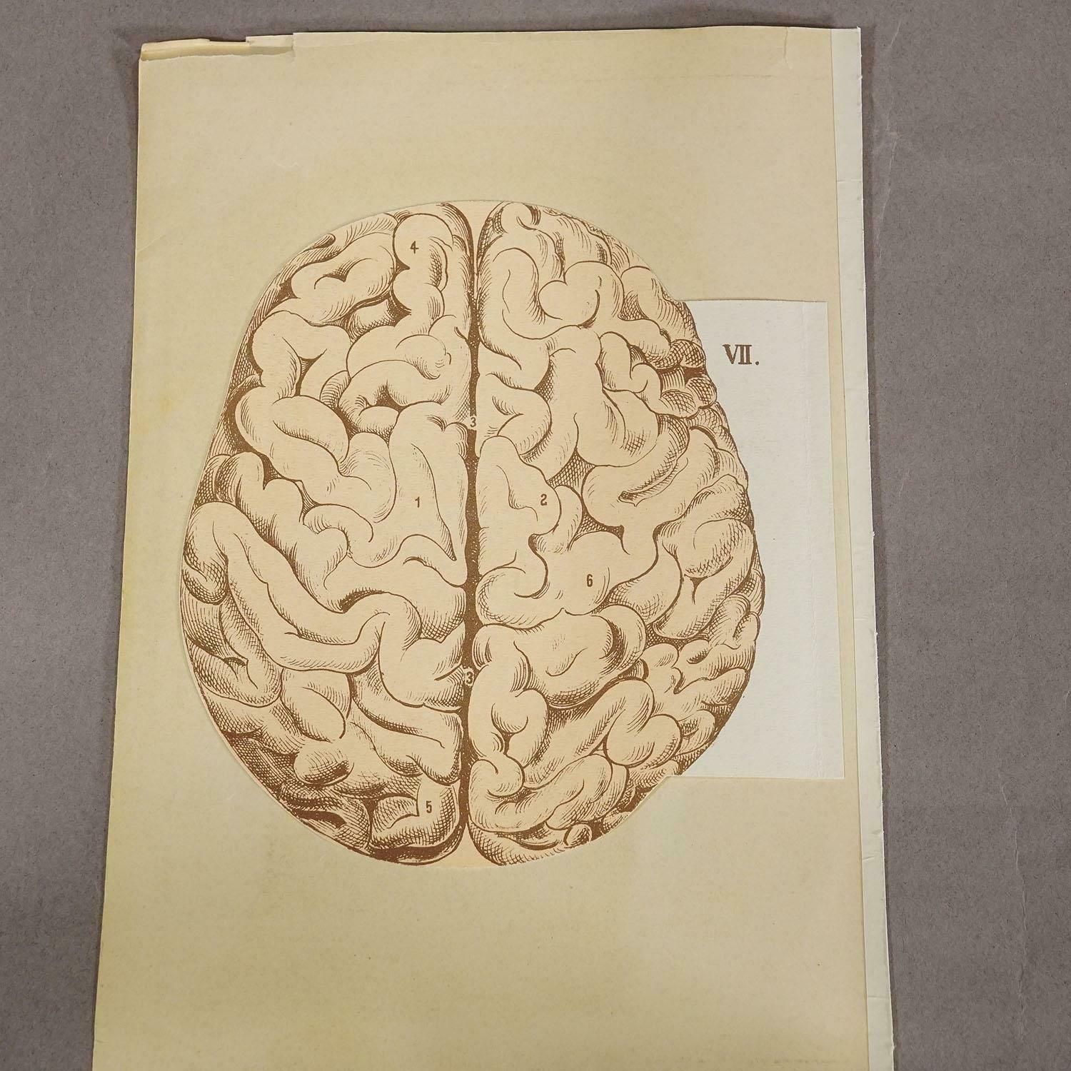 1900s Foldable Anatomical Brochure Depicting The Human Head photo vintage