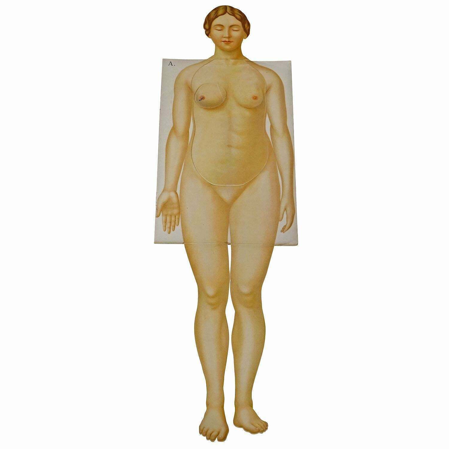 Foldable Anatomical Brochure Depicting Female Anatomy Ca.1900s photo furniture