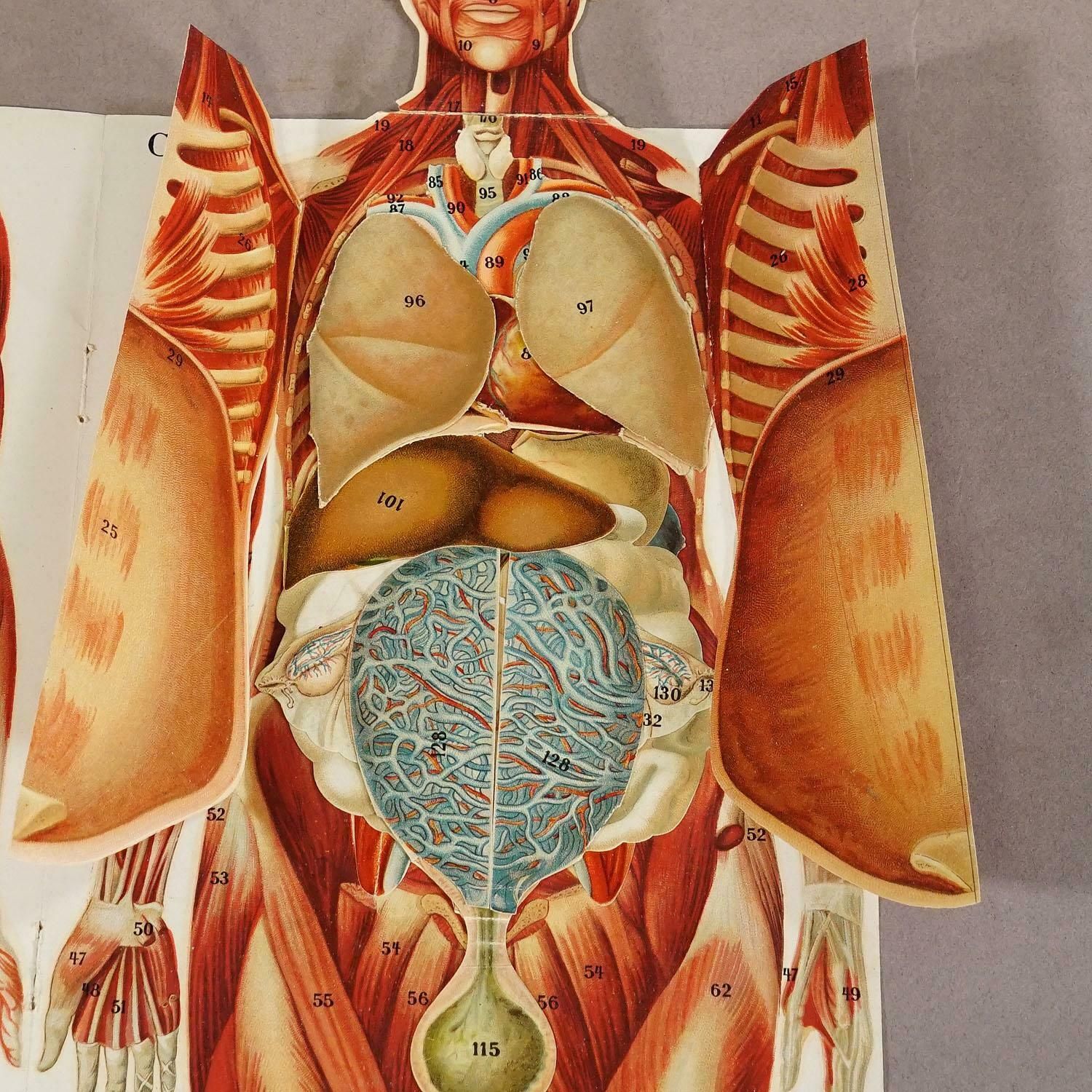 Foldable Anatomical Brochure Depicting Female Anatomy Ca.1900s photo 350.0
