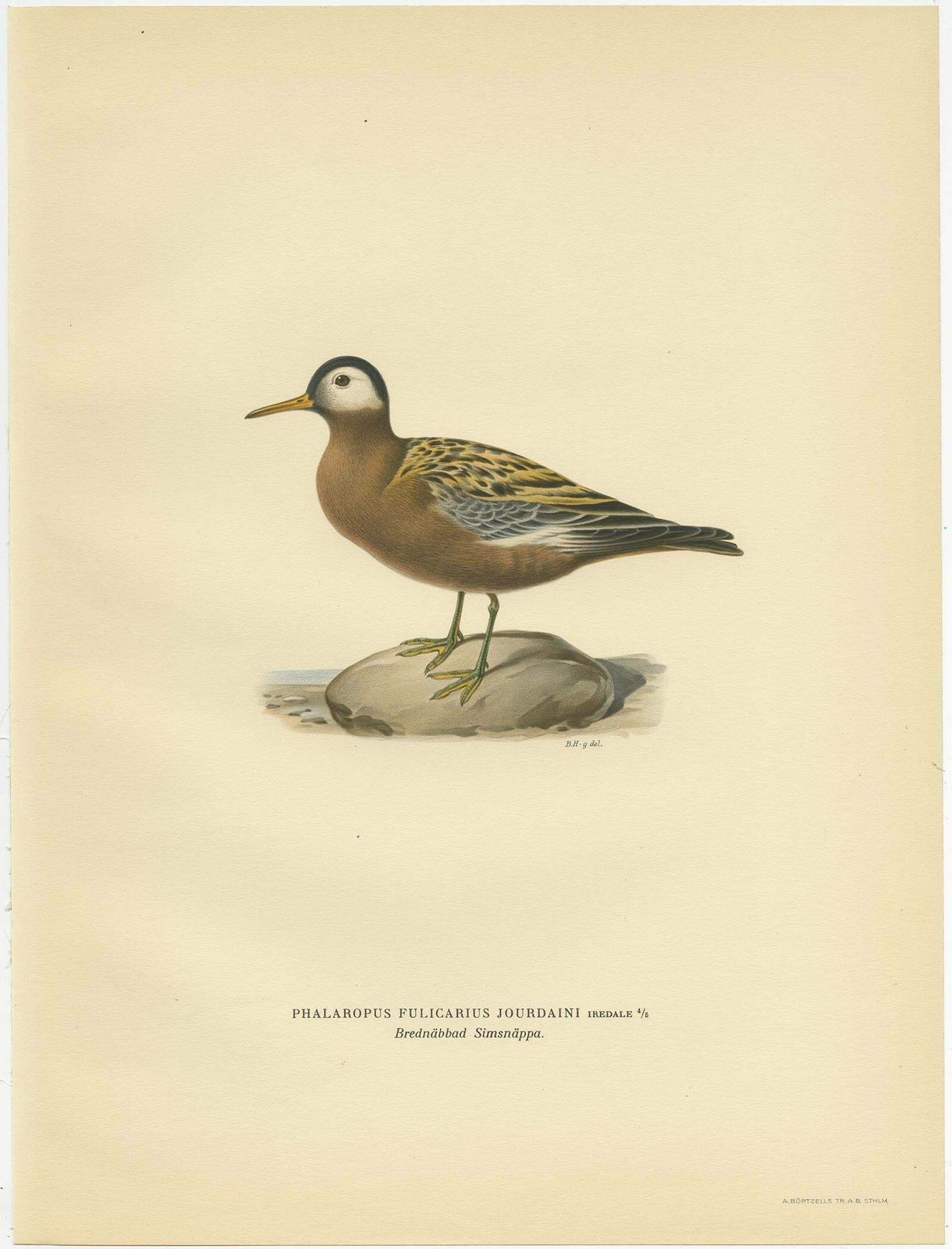 Antique Bird Print Of The Red Phalarope By Von Wright '1929' photo for sale