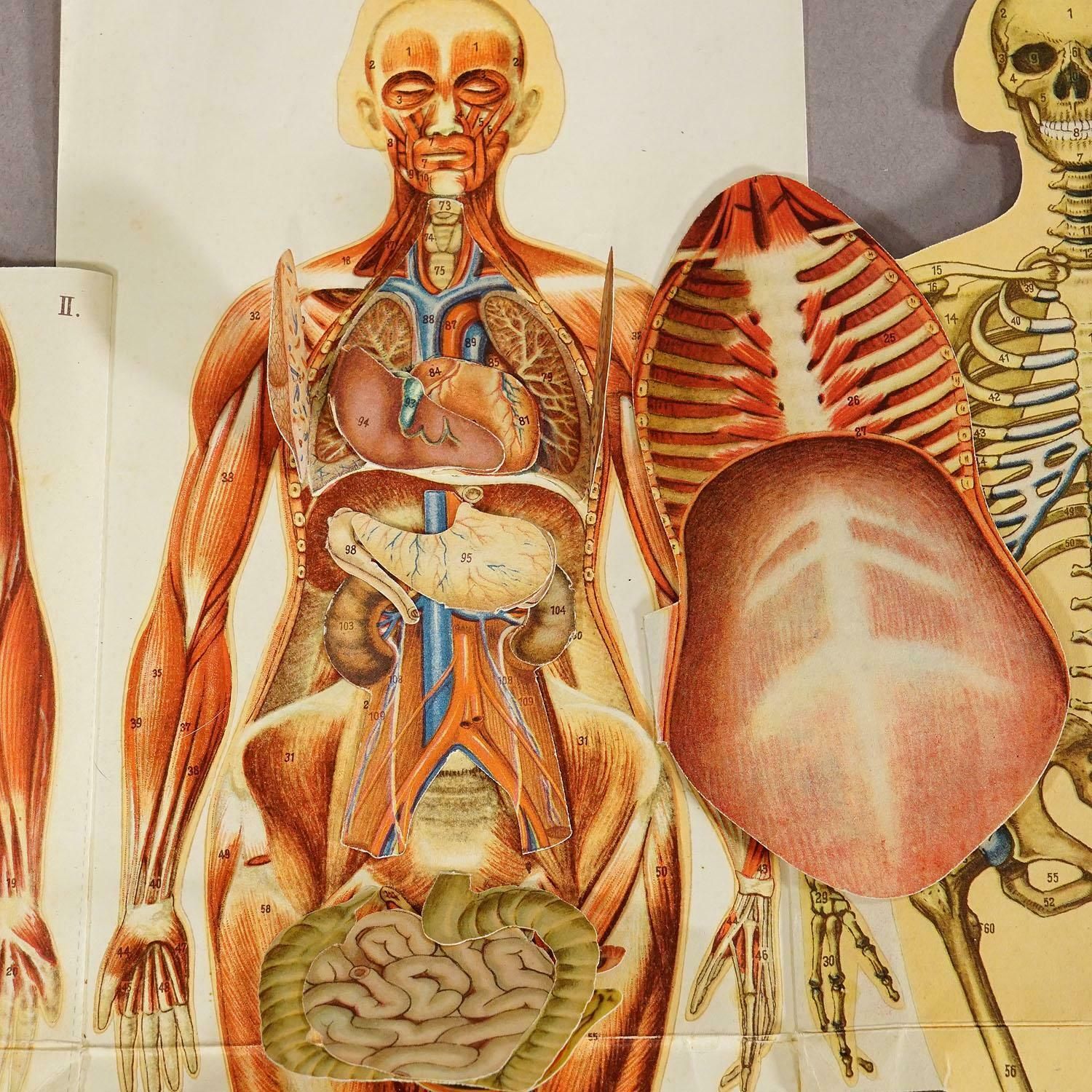 Antique Foldable Anatomical Brochure Depicting Female Anatomy photo vinterior