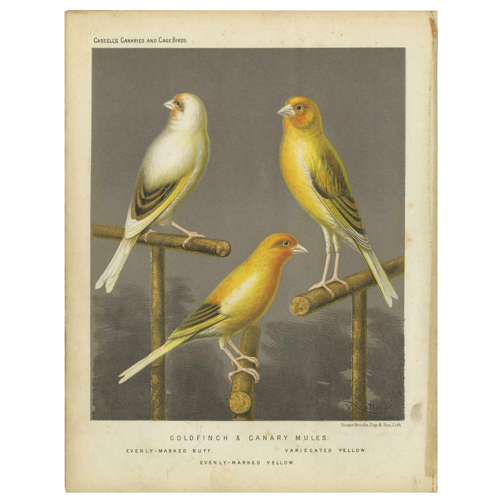 Antique Bird Print Of The Gold Finch & Canary Mules, Circa 1880