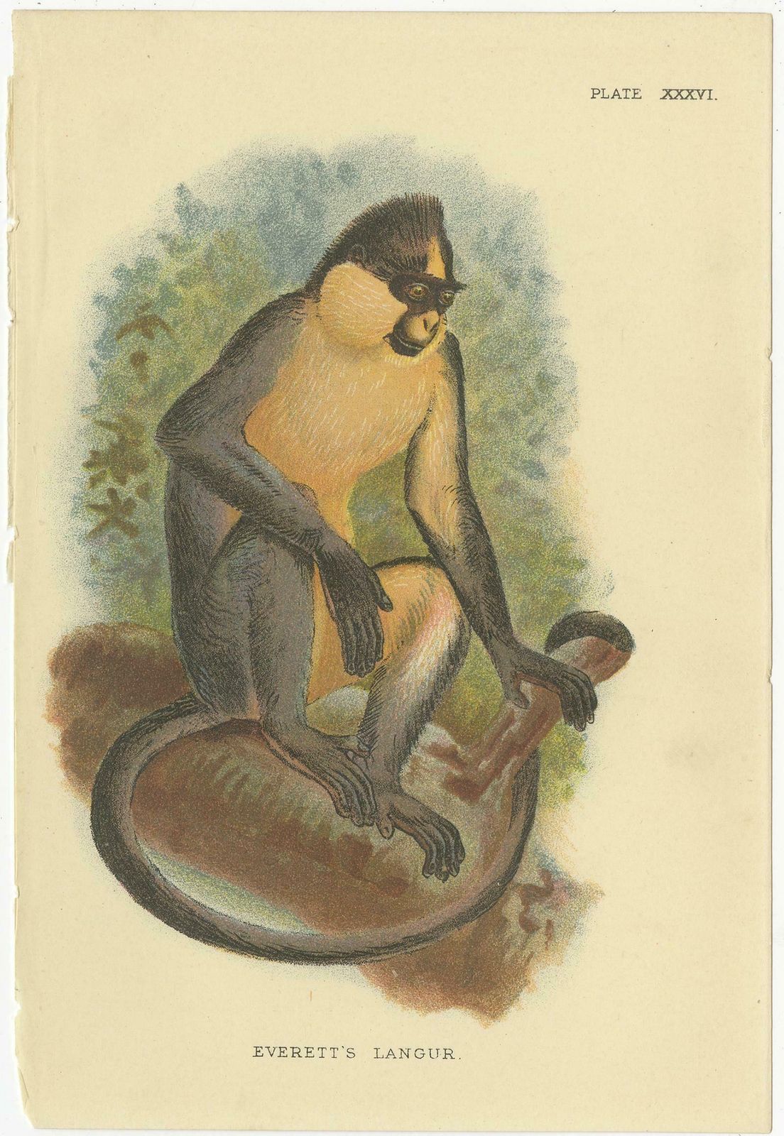 Set Of 2 Antique Prints Of Langur Monkey Species By Lloyd, Circa 1894 photo furniture